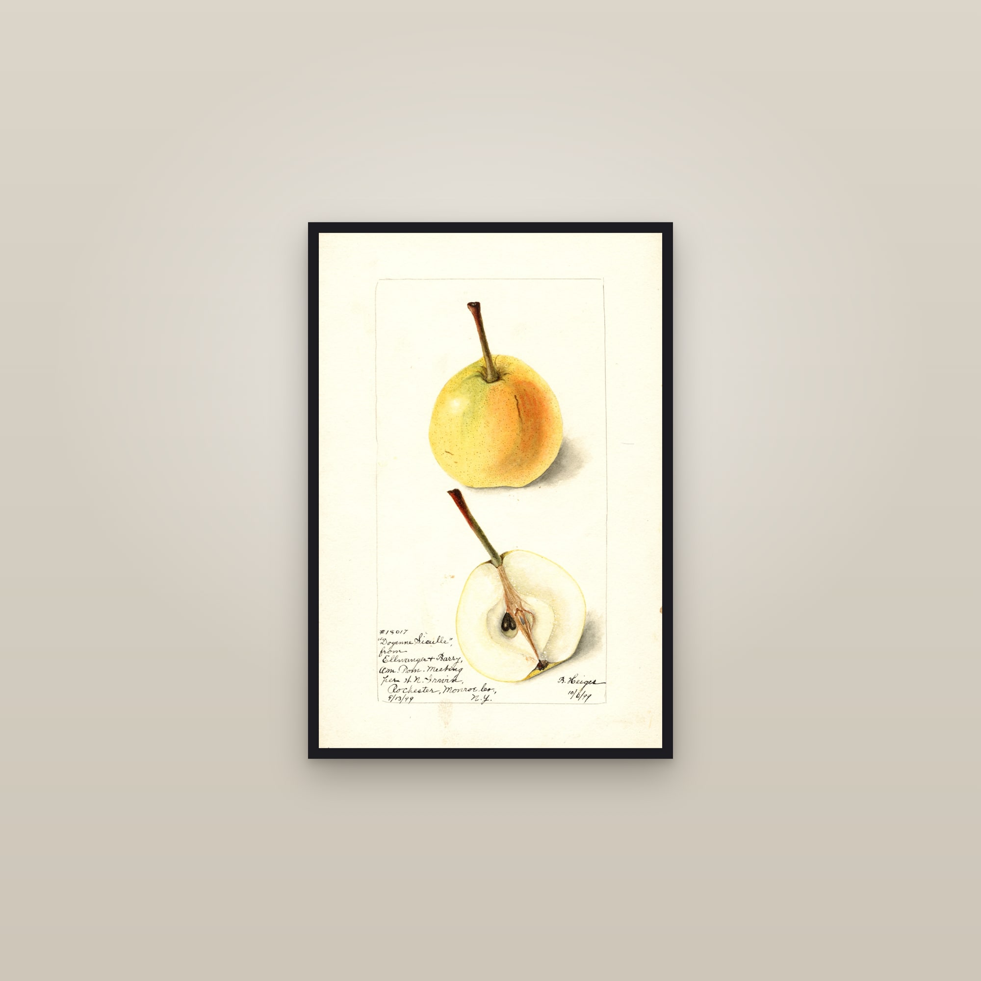 Doyenne Sieulle Pear — framed in a gallery setting