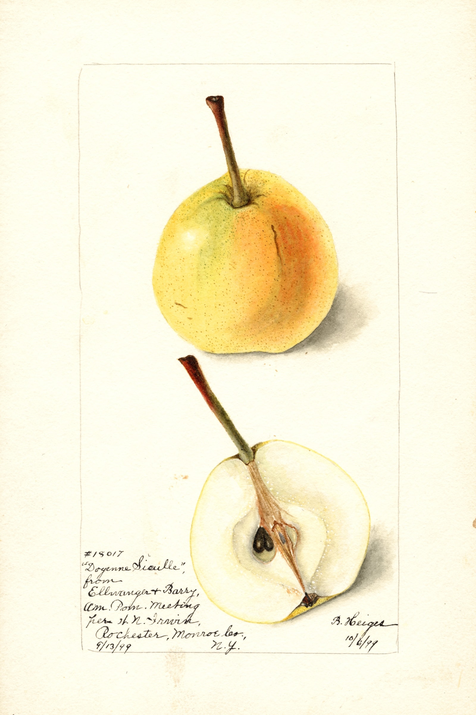 Doyenne Sieulle Pear