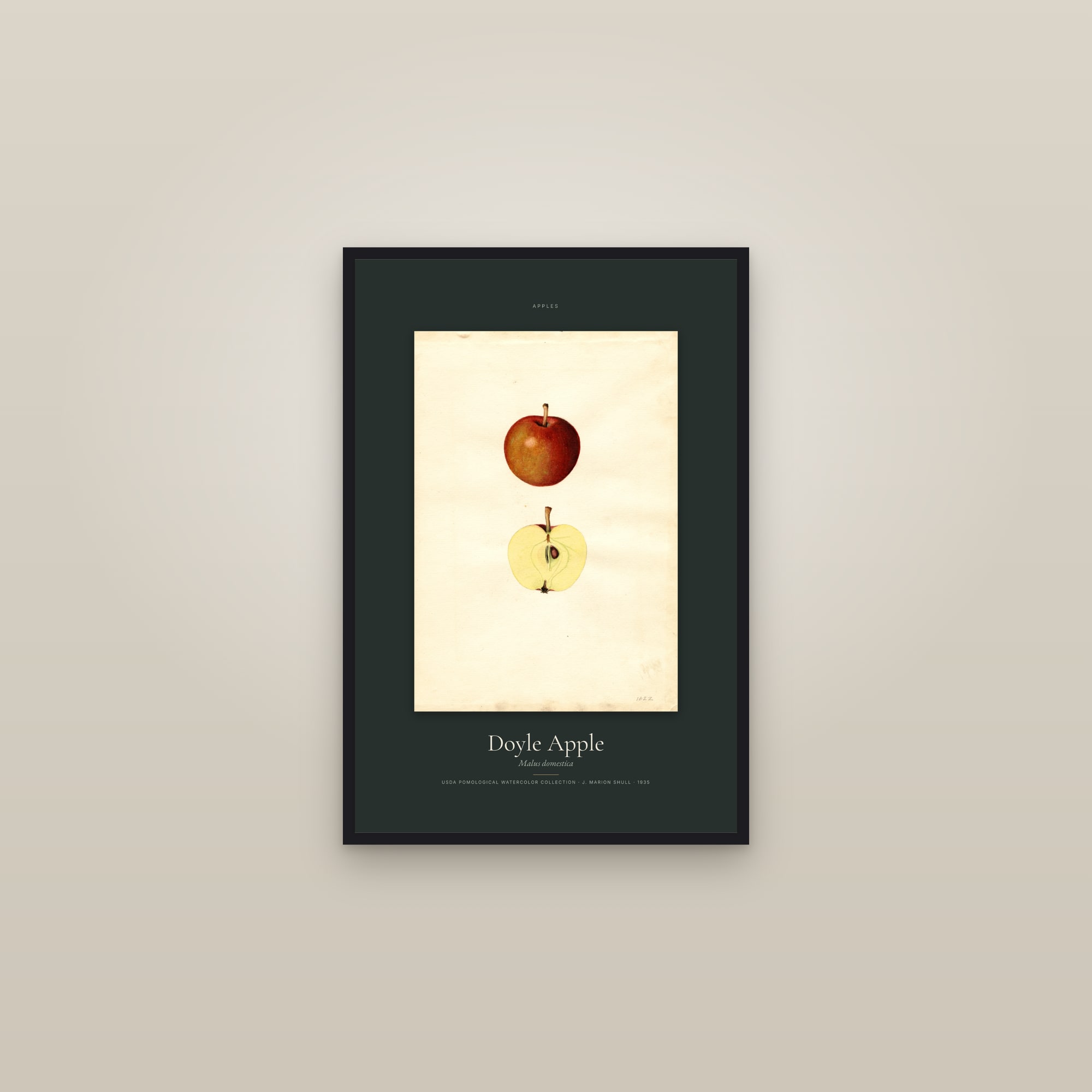 Doyle Apple — Specimen — framed in a gallery setting
