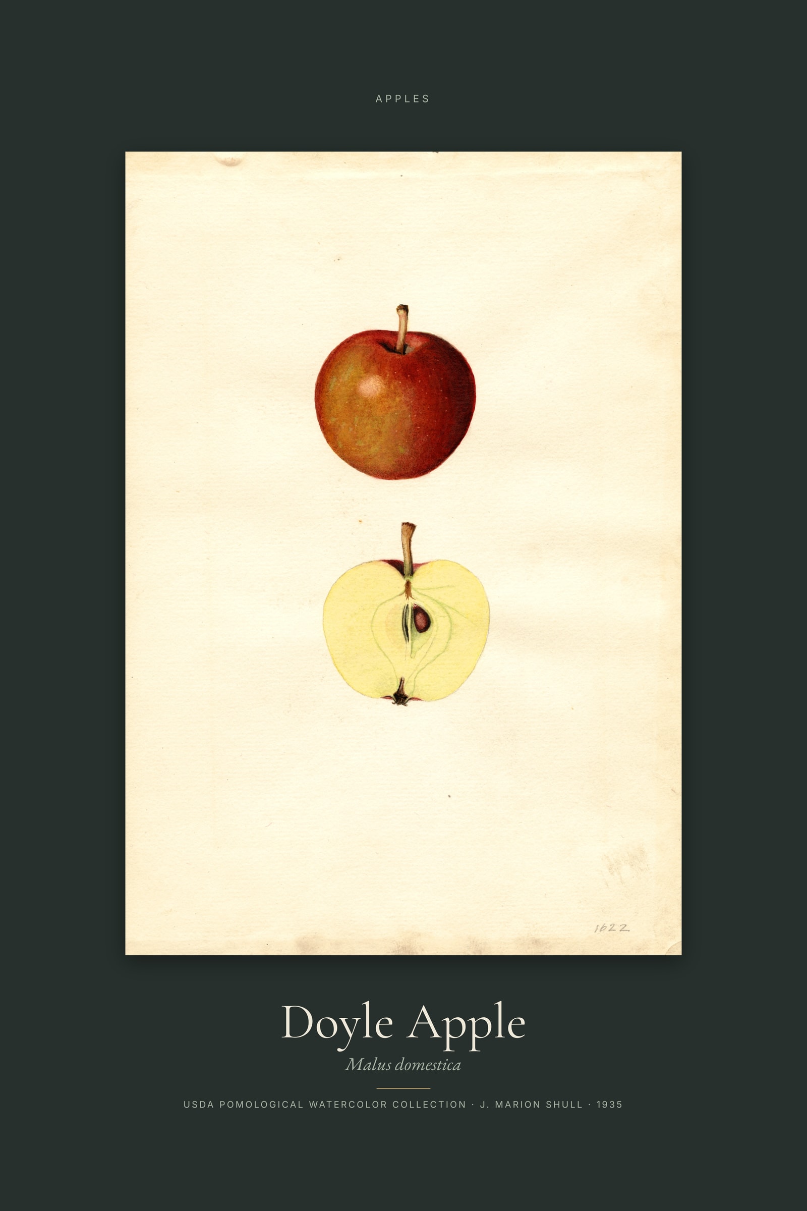 Doyle Apple — Specimen
