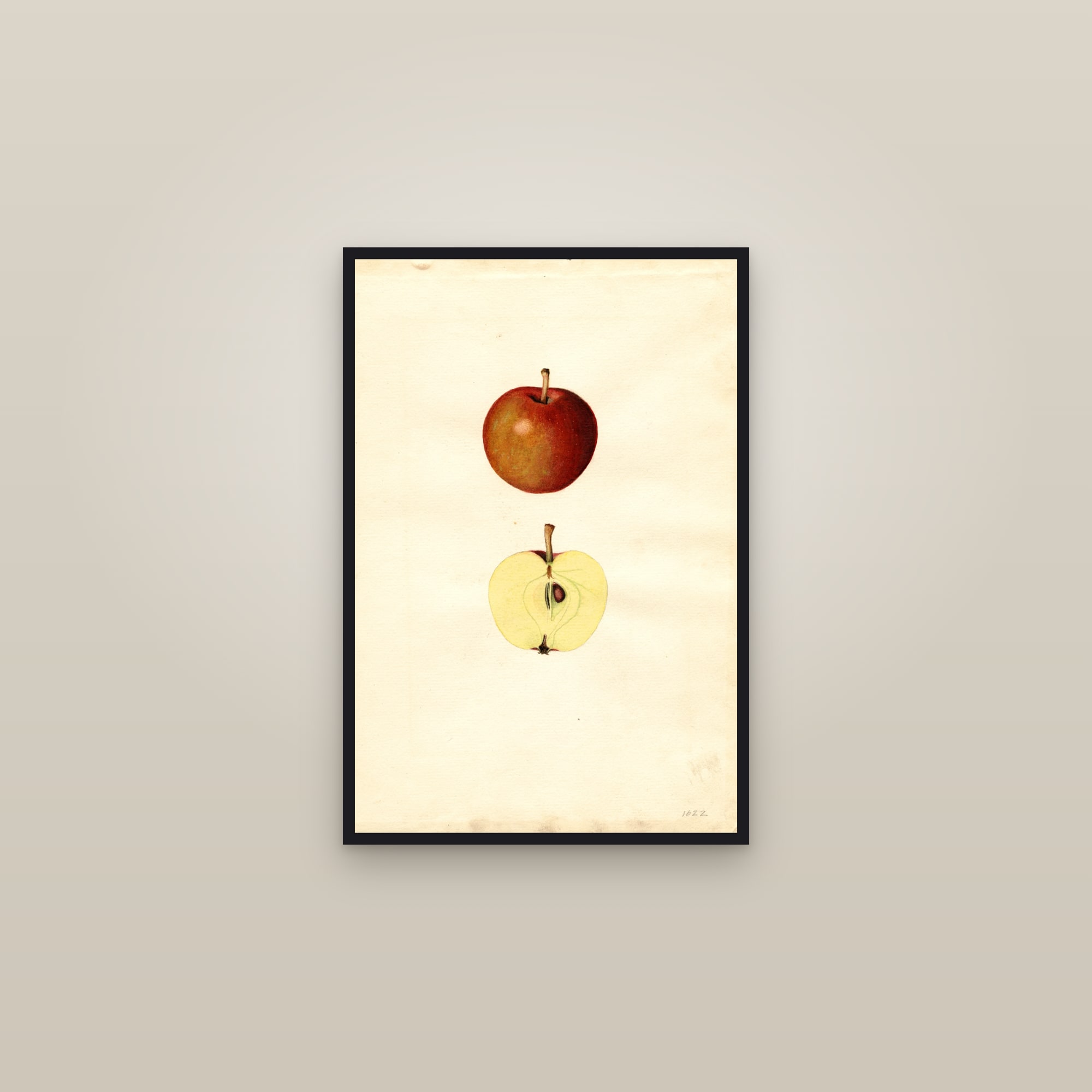 Doyle Apple — framed in a gallery setting