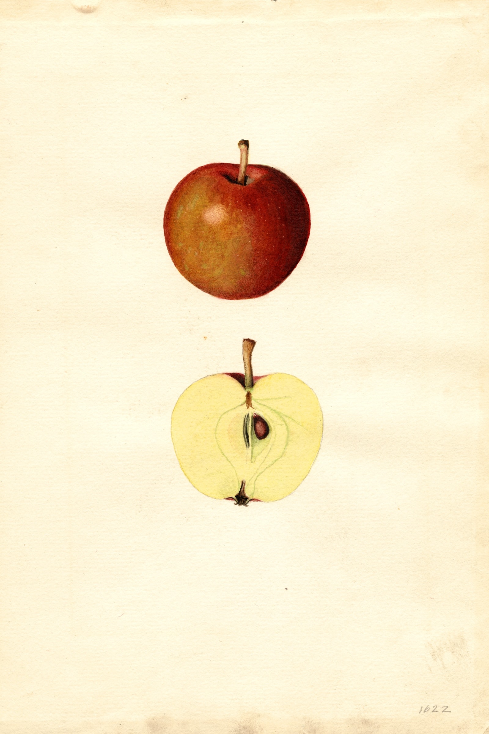Doyle Apple