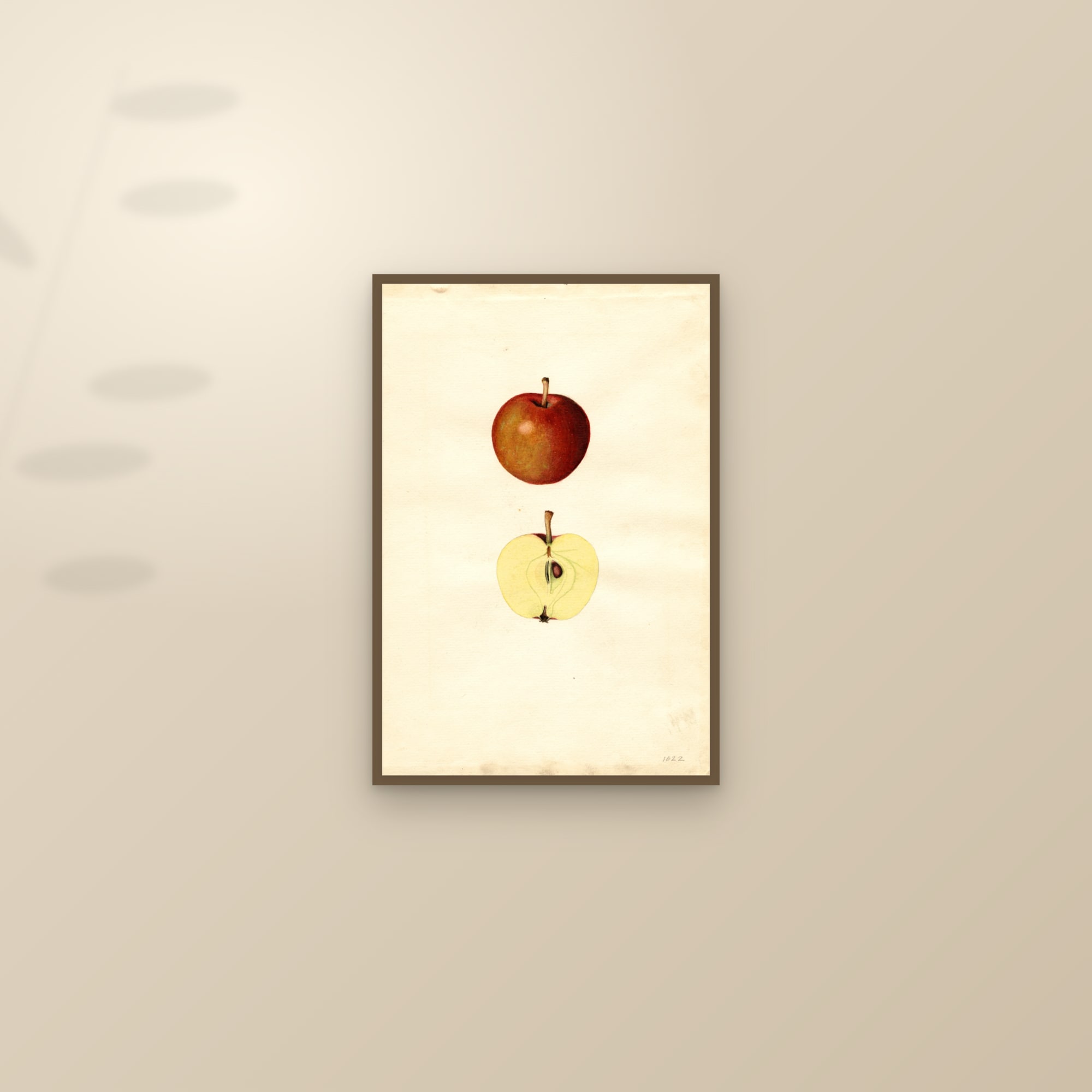 Doyle Apple — framed and styled on a sunlit wall