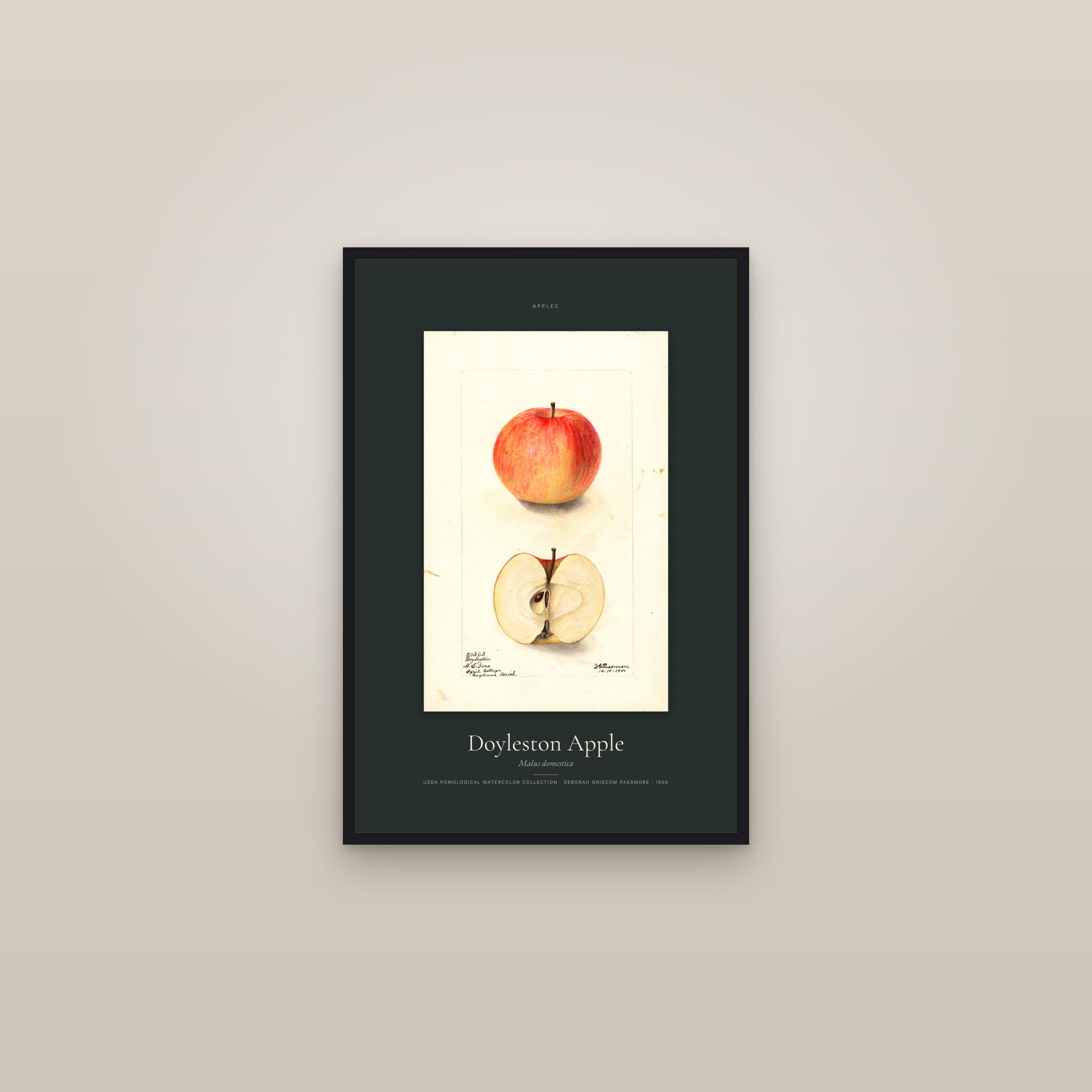 Doyleston Apple — Specimen — framed in a gallery setting