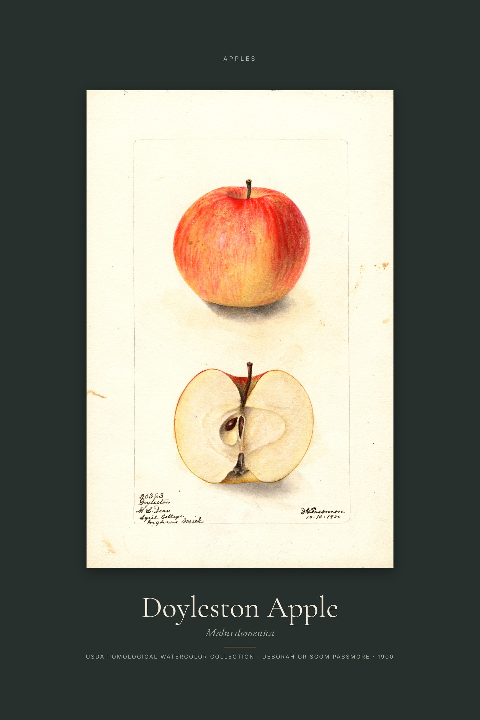 Doyleston Apple — Specimen