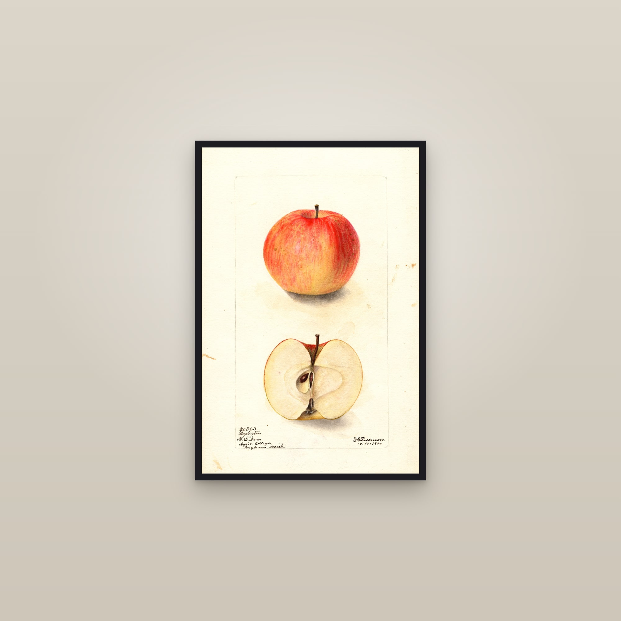 Doyleston Apple — framed in a gallery setting