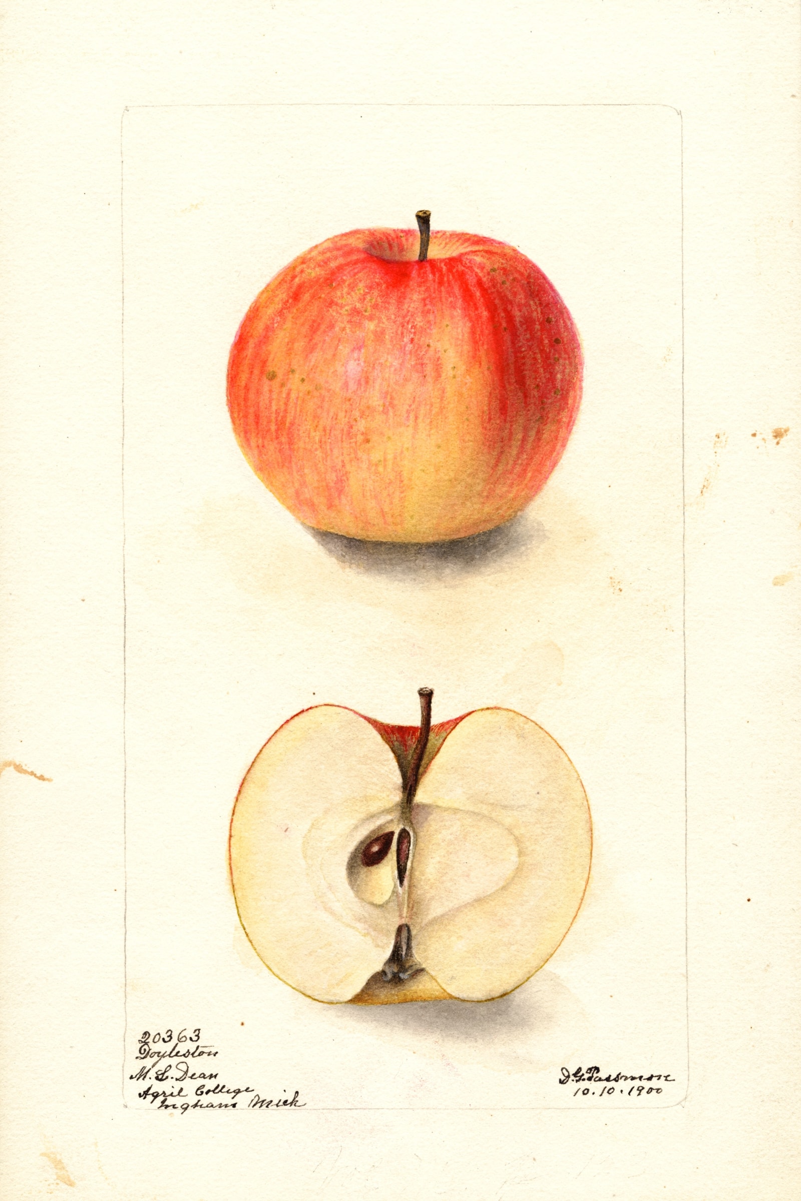Doyleston Apple