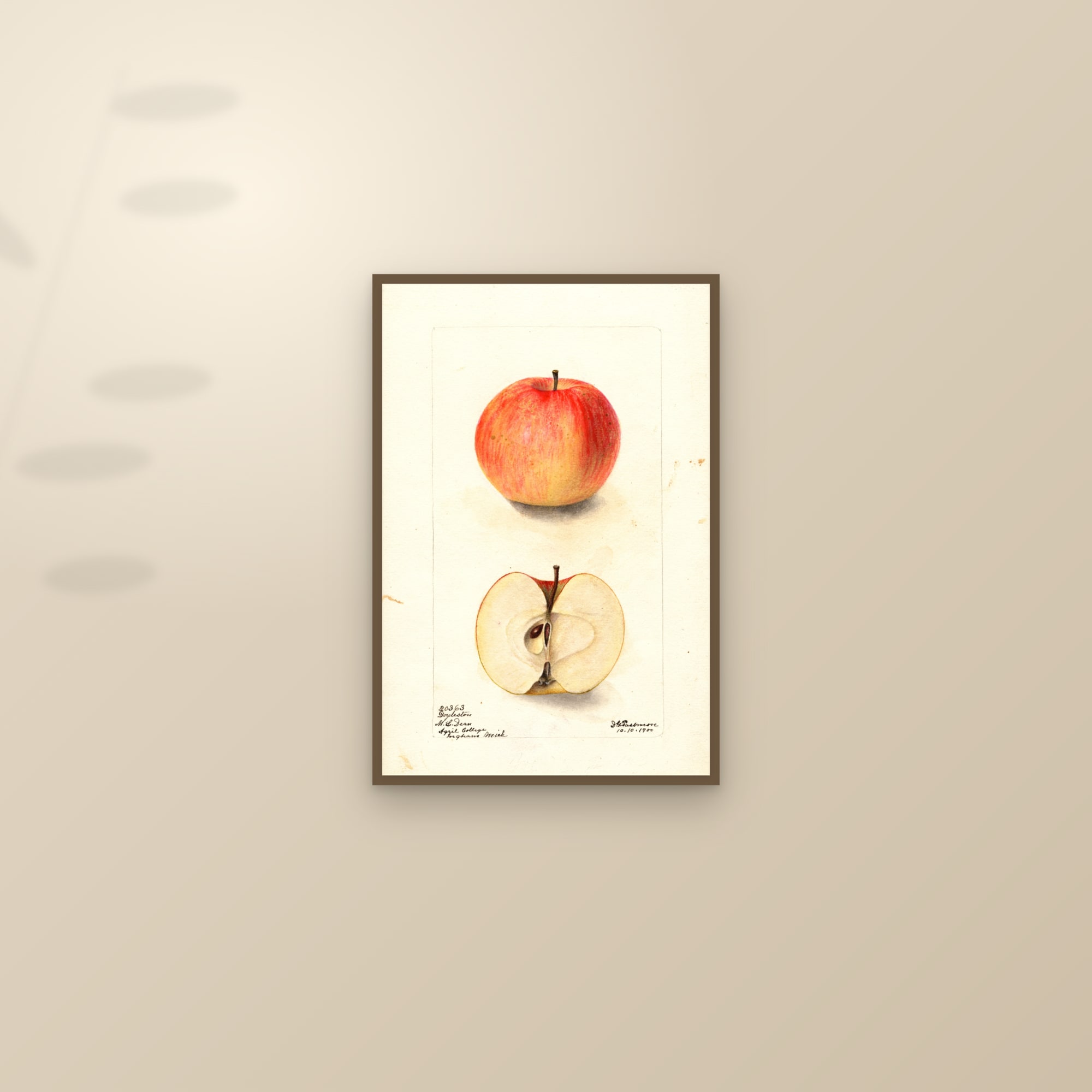 Doyleston Apple — framed and styled on a sunlit wall