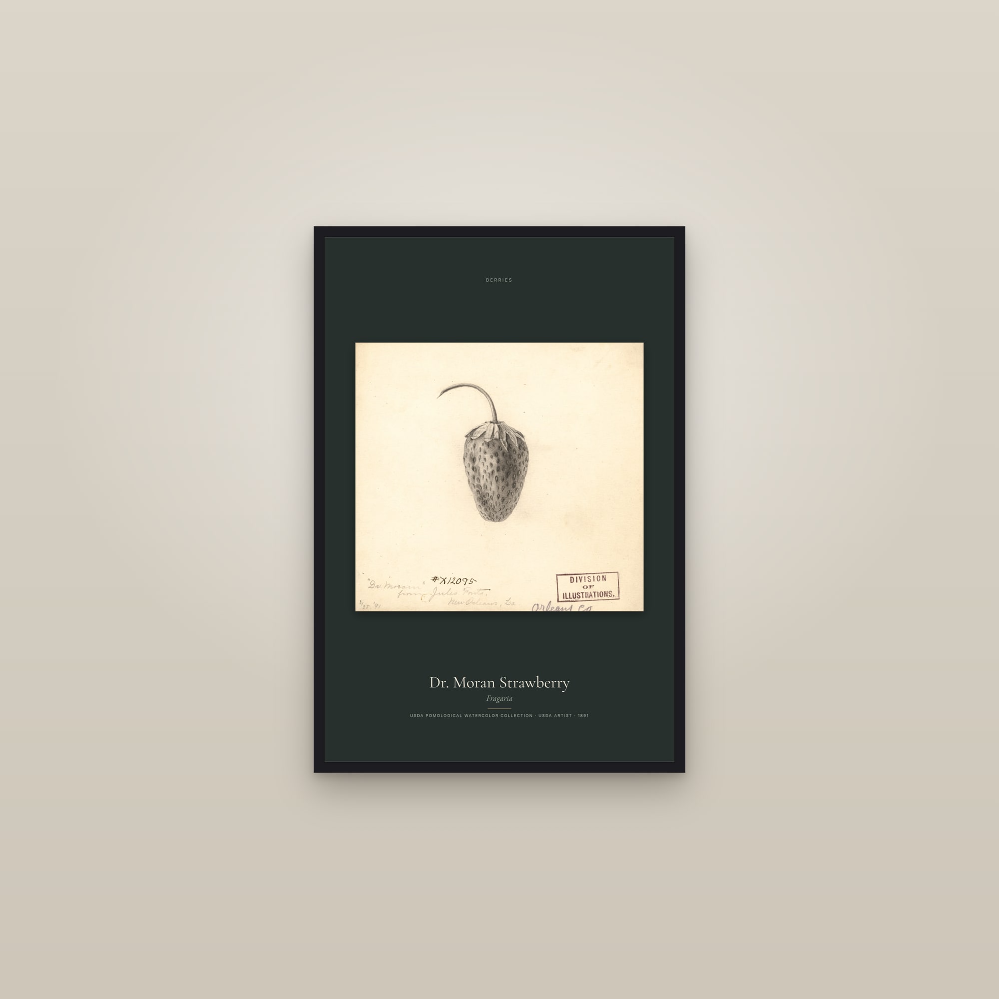 Dr. Moran Strawberry — framed in a gallery setting