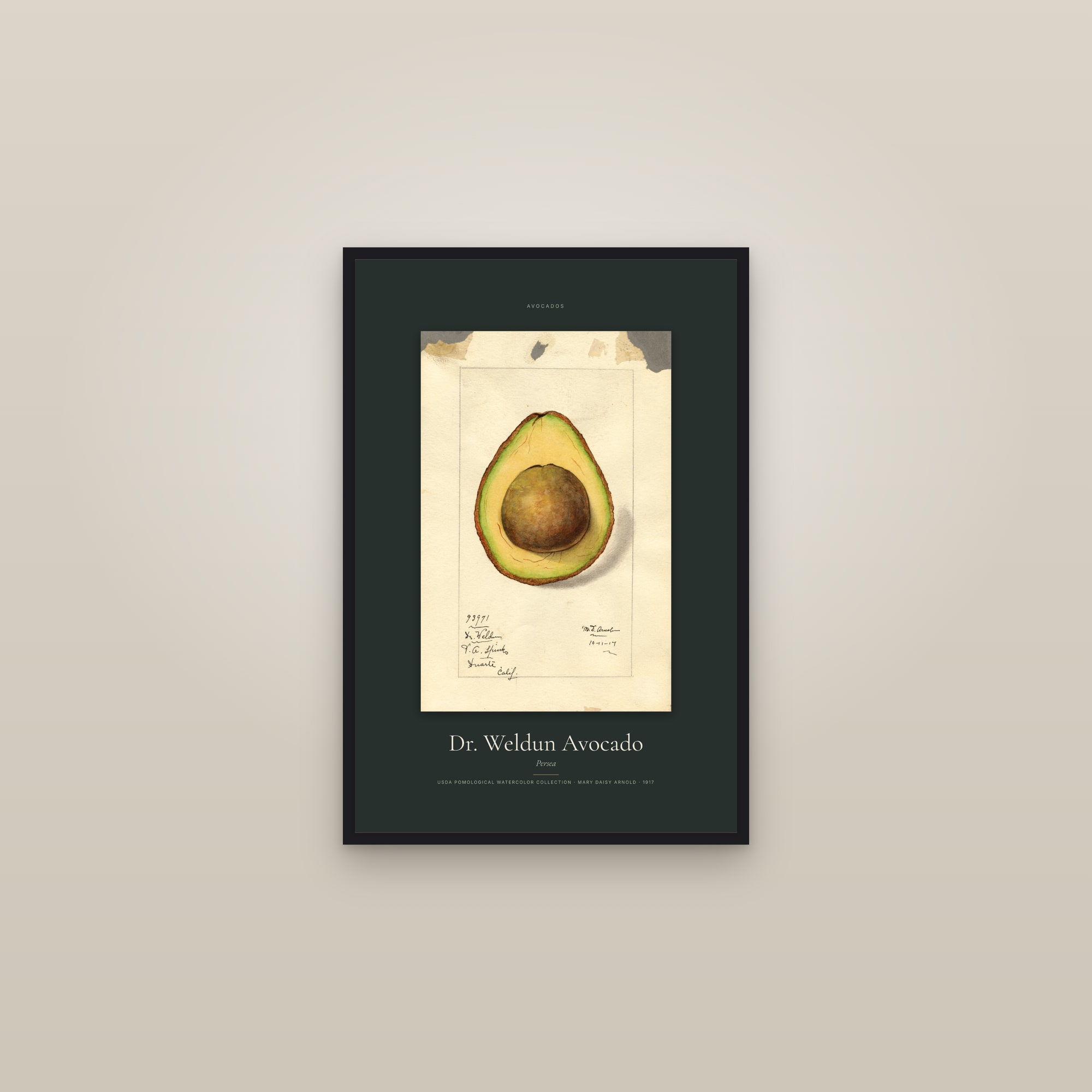 Dr. Weldun Avocado — Specimen — framed in a gallery setting