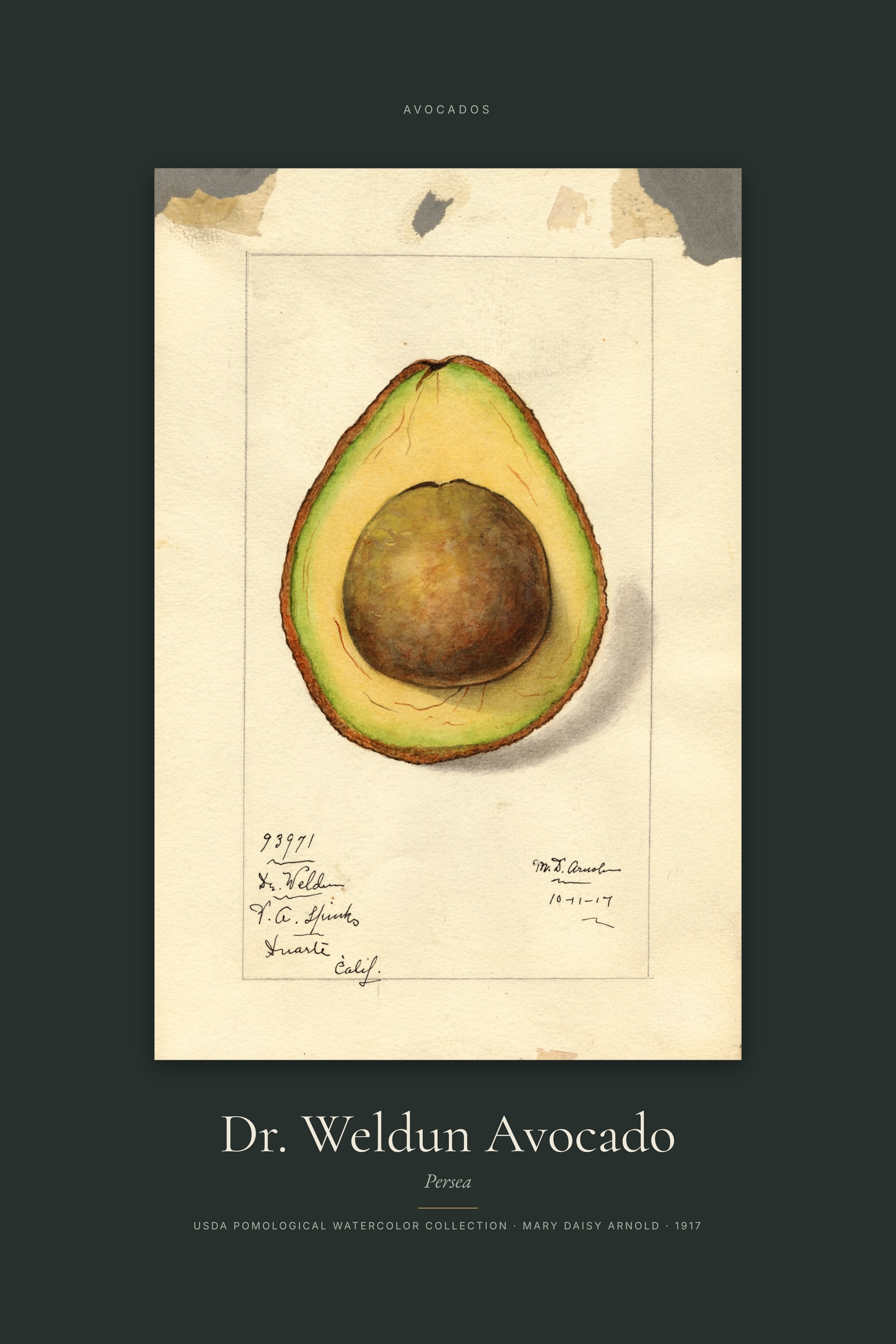 Dr. Weldun Avocado — Specimen
