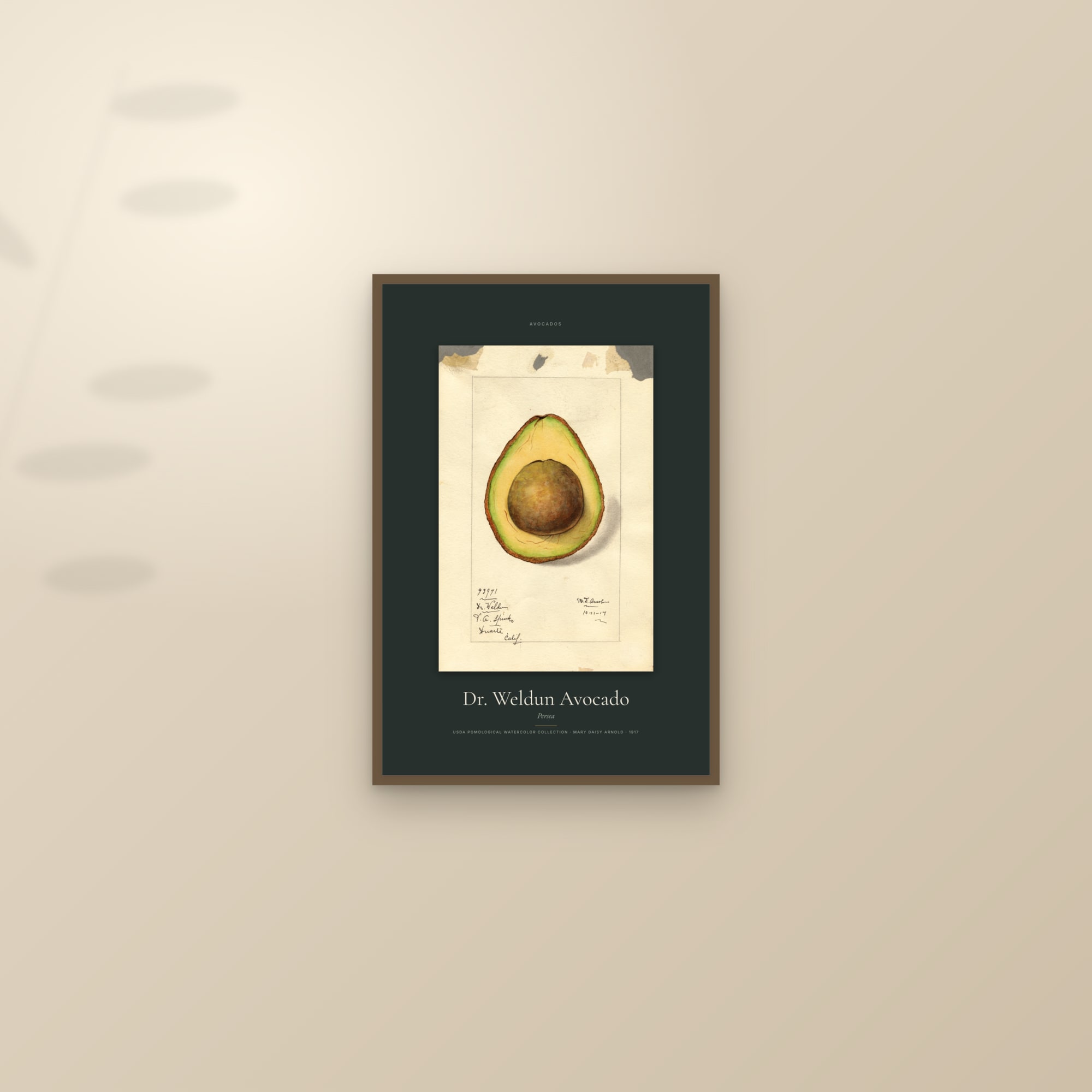 Dr. Weldun Avocado — Specimen — framed and styled on a sunlit wall