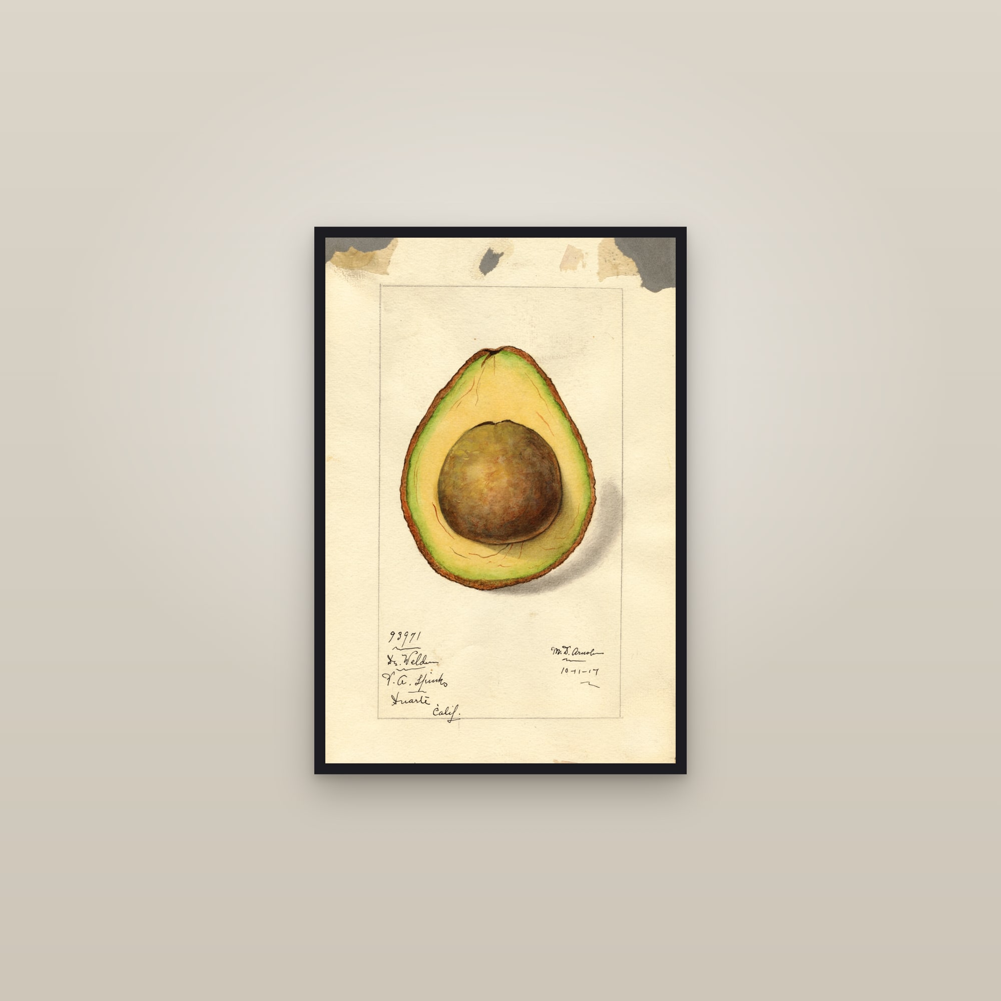 Dr. Weldun Avocado — framed in a gallery setting