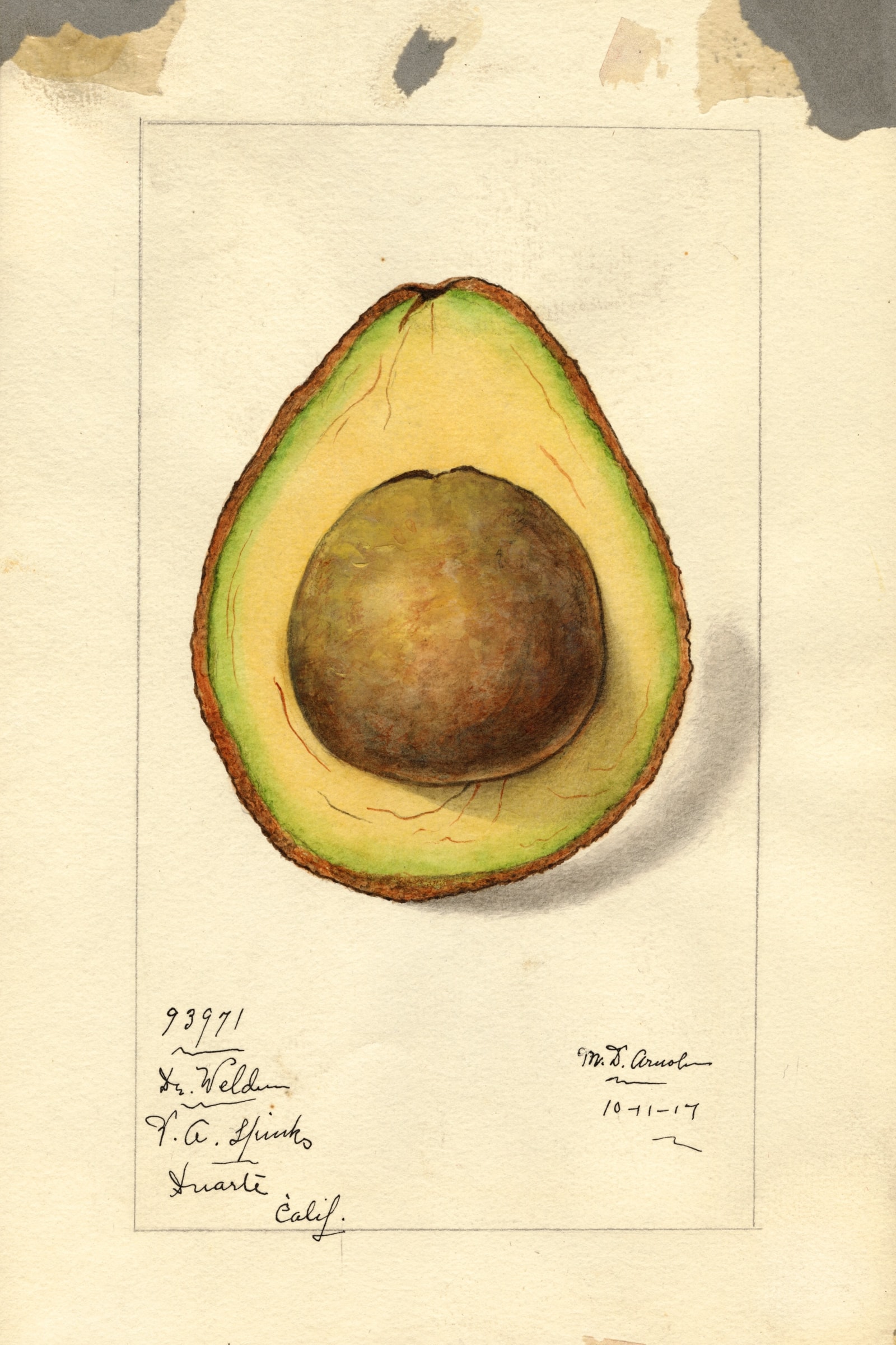 Dr. Weldun Avocado