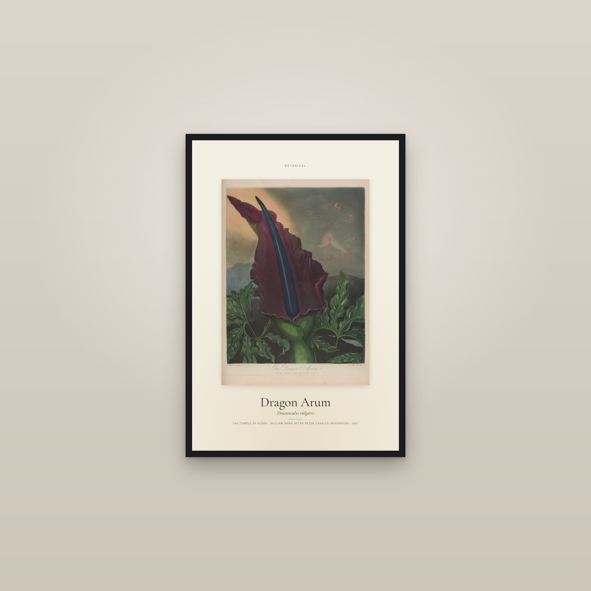 Dragon Arum — Specimen — framed in a gallery setting