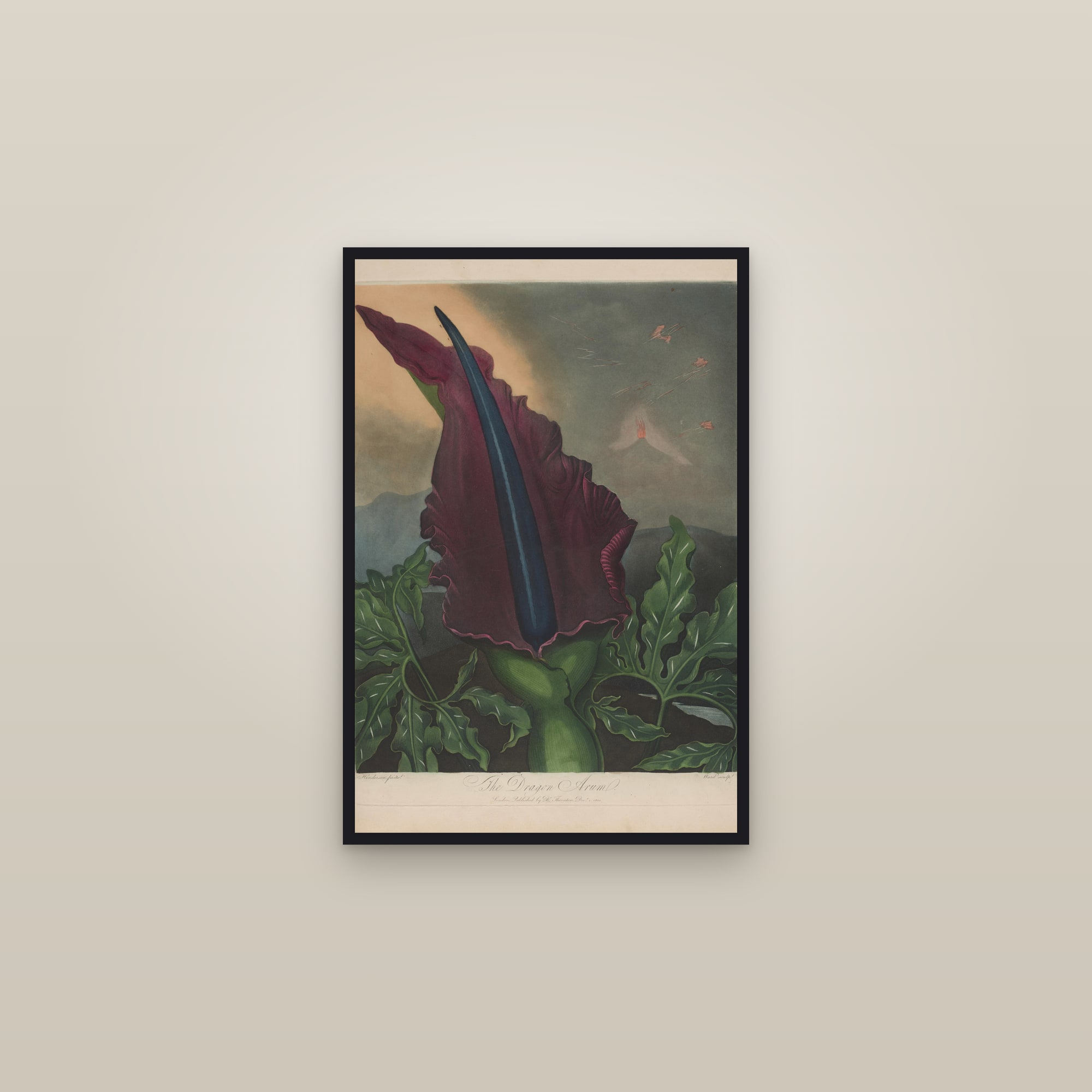 Dragon Arum — framed in a gallery setting