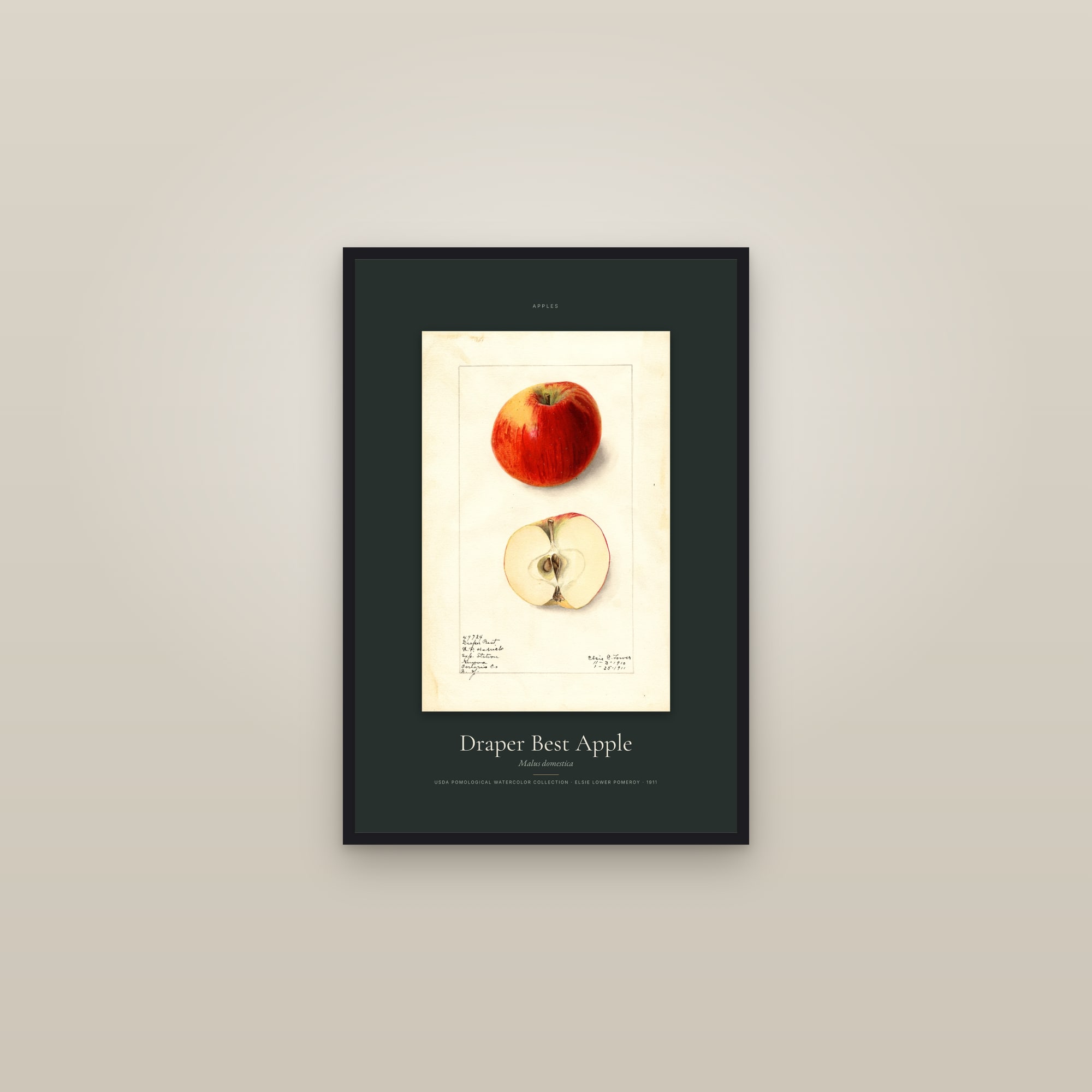 Draper Best Apple — Specimen — framed in a gallery setting