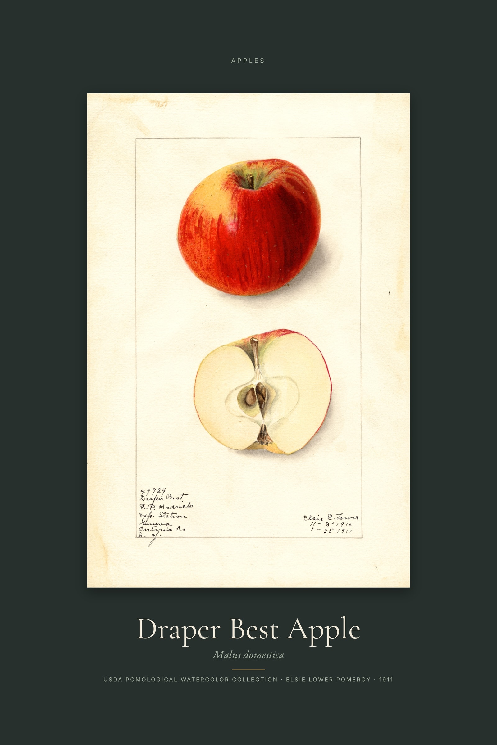 Draper Best Apple — Specimen