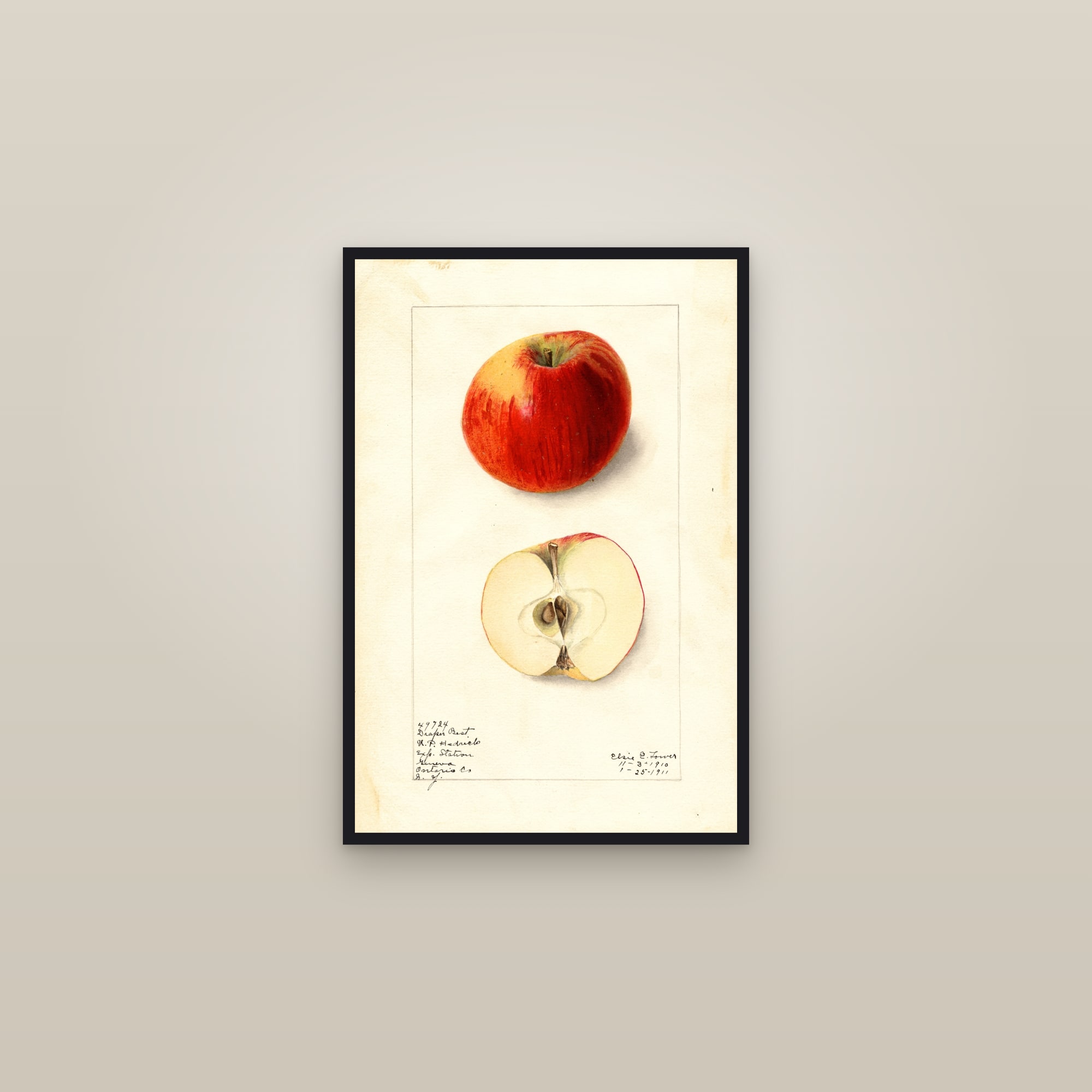 Draper Best Apple — framed in a gallery setting