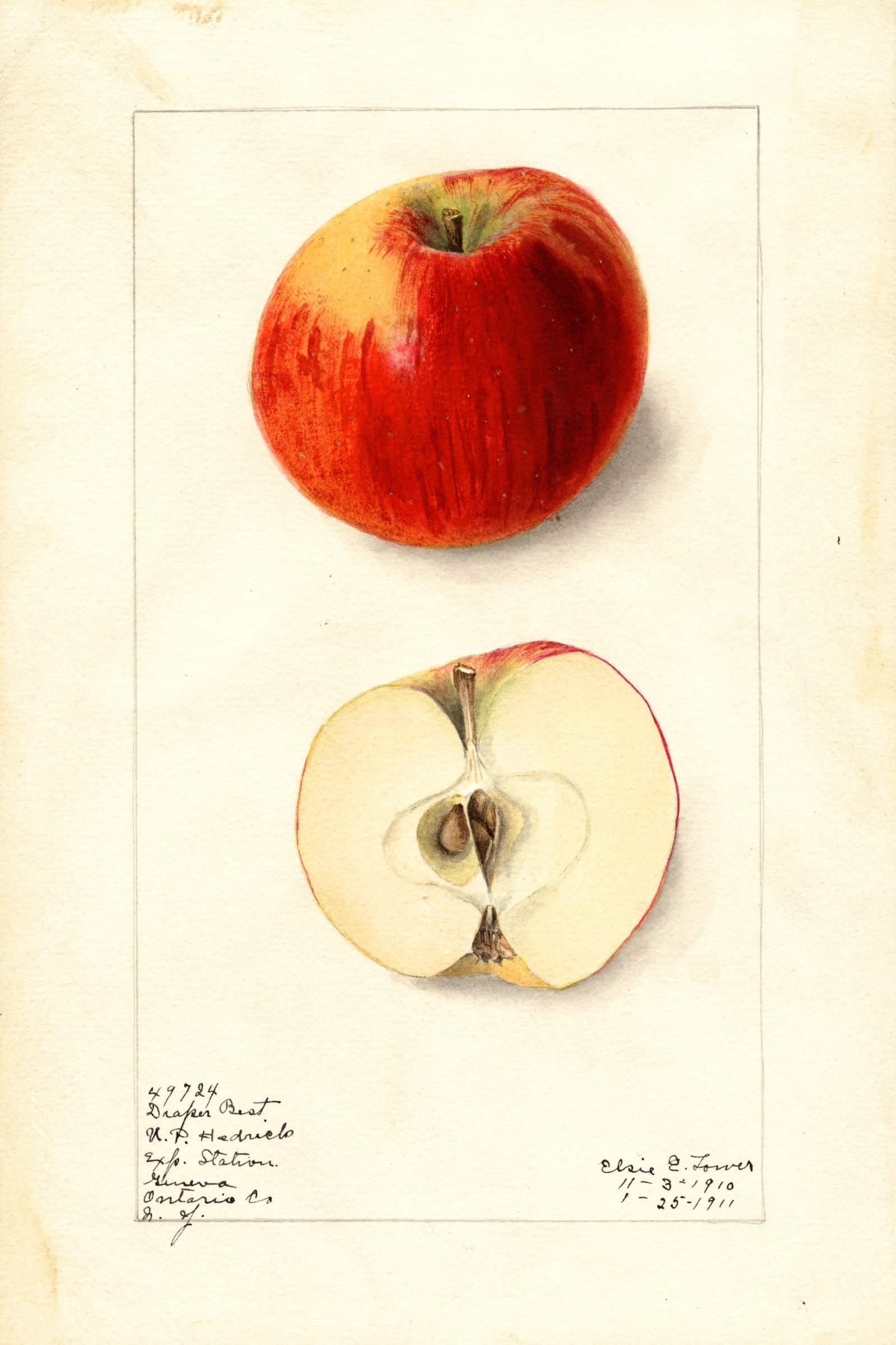 Draper Best Apple