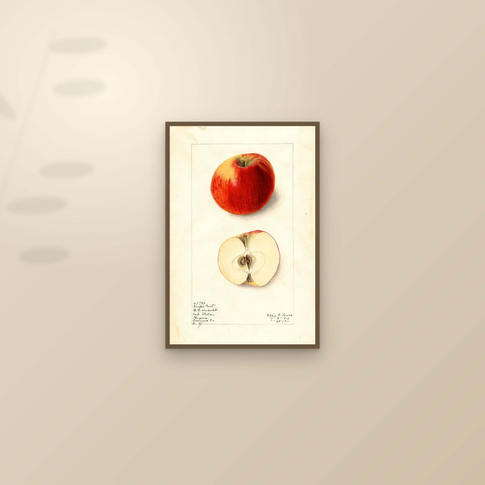 Draper Best Apple — framed and styled on a sunlit wall