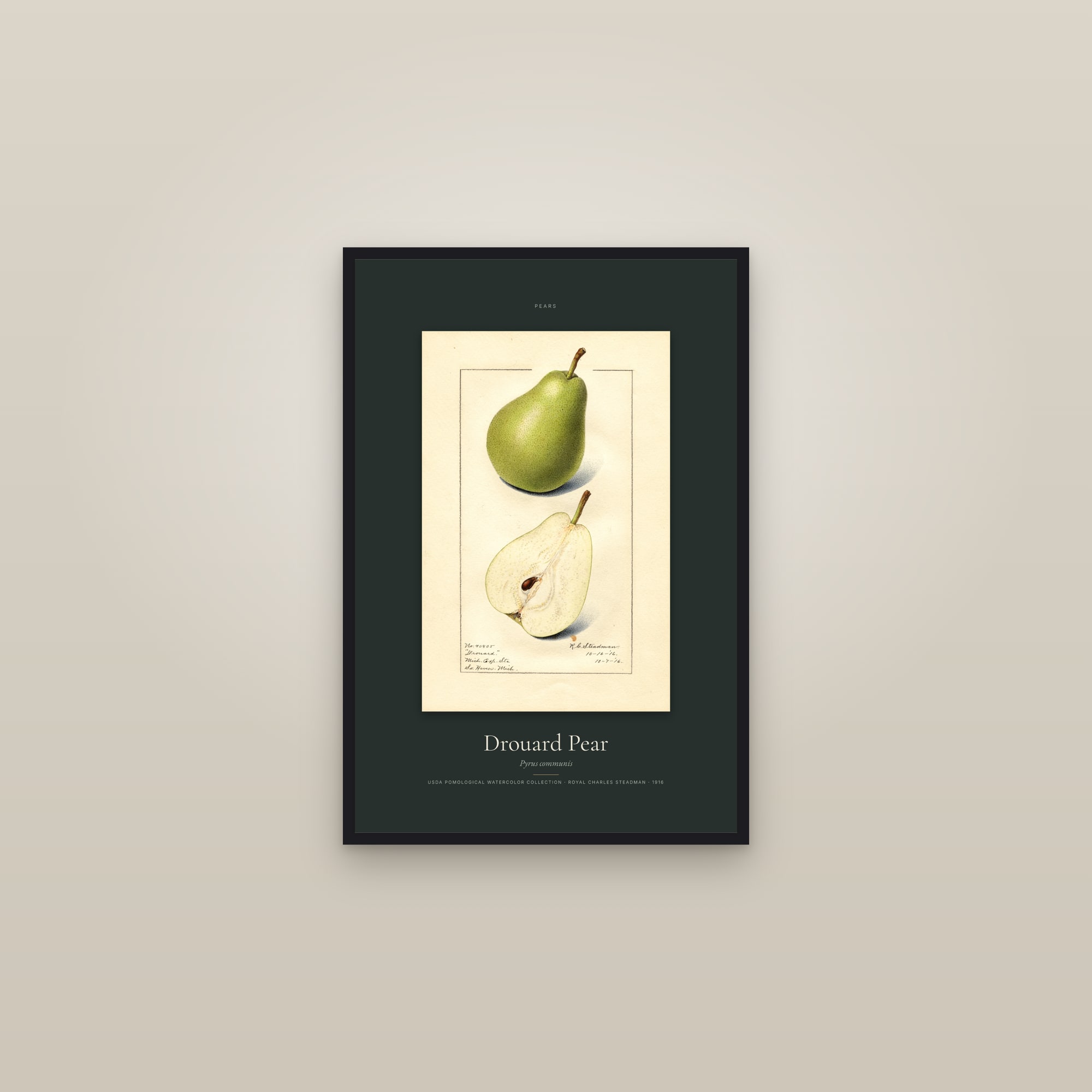 Drouard Pear — Specimen — framed in a gallery setting