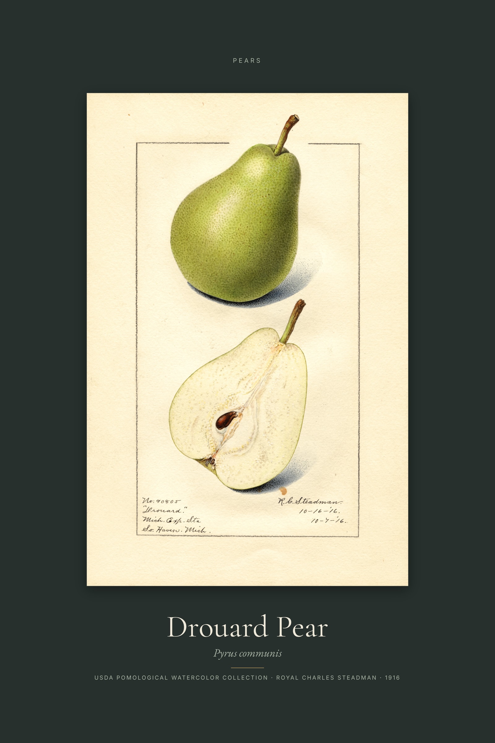 Drouard Pear — Specimen