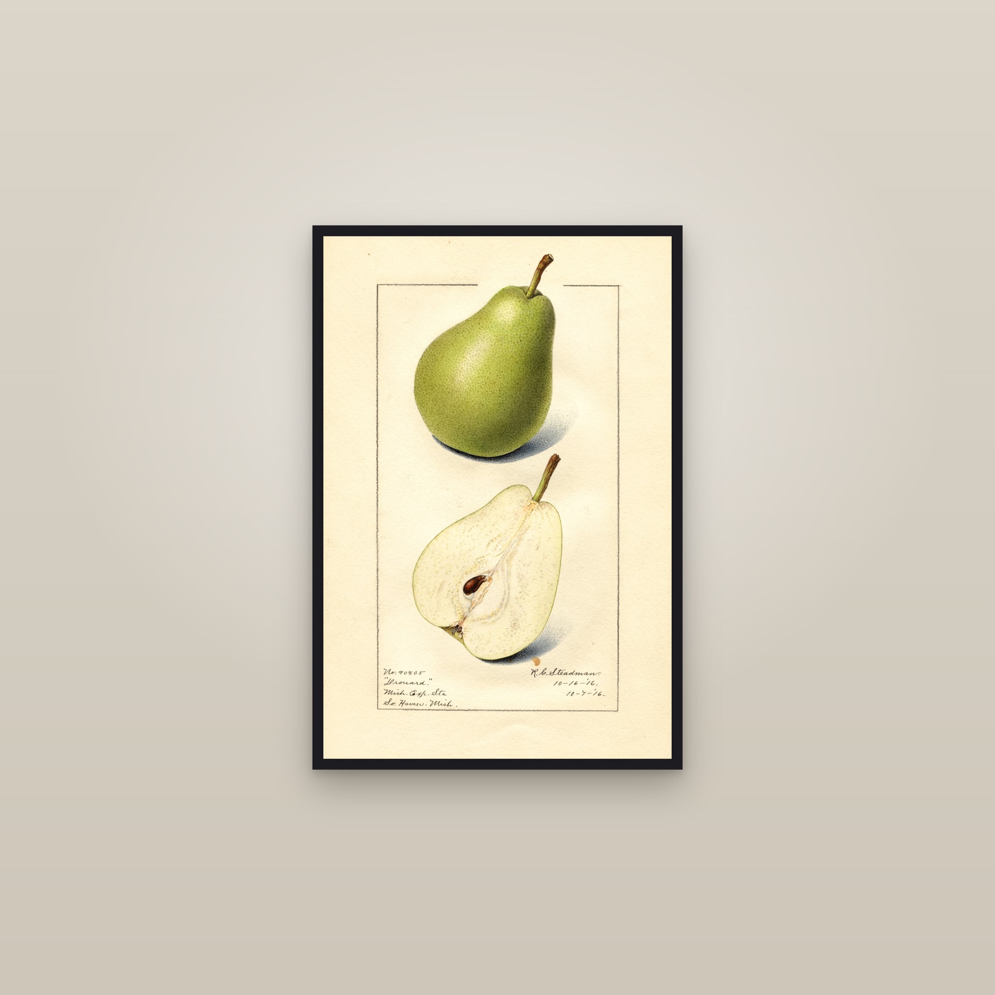 Drouard Pear — framed in a gallery setting