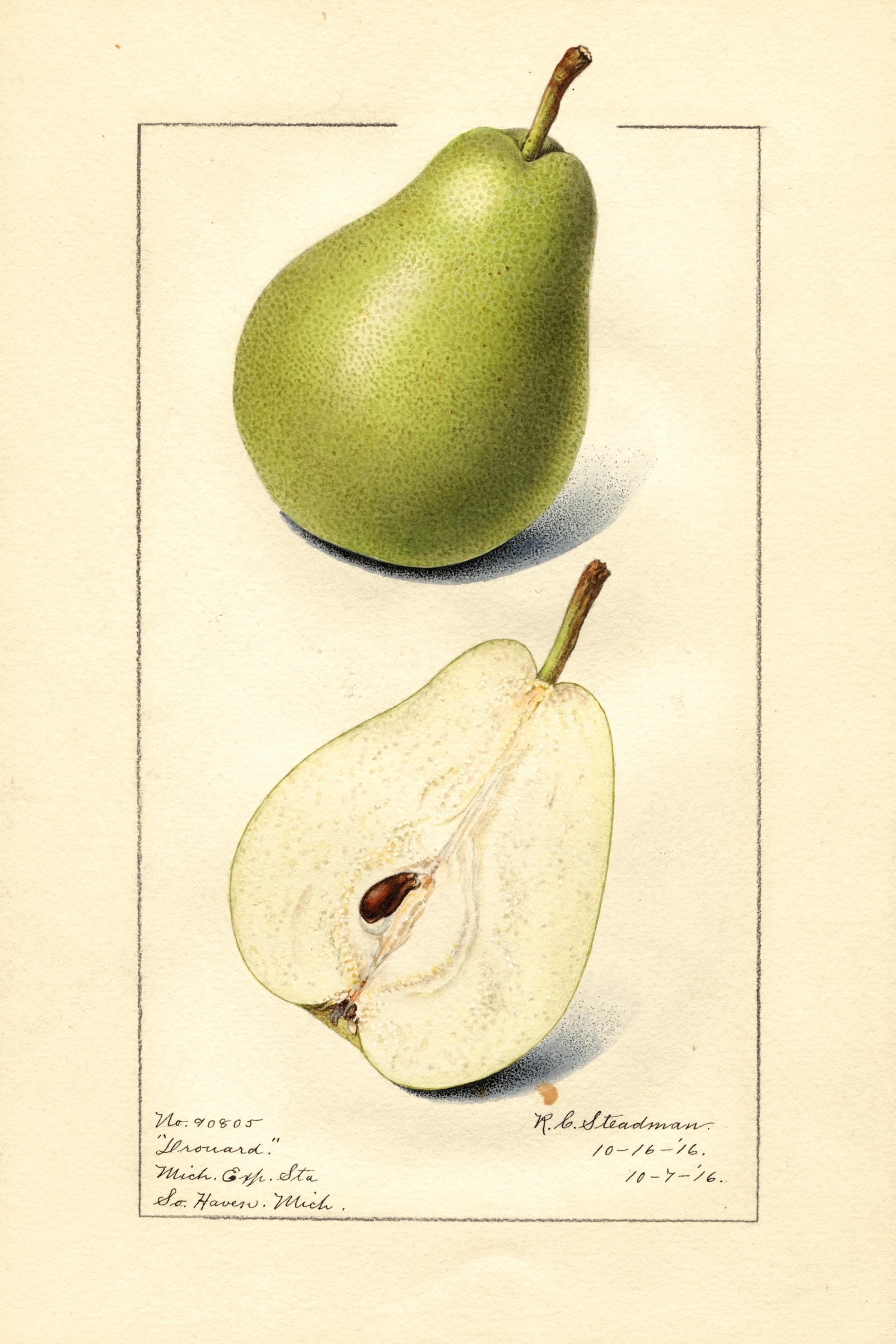 Drouard Pear