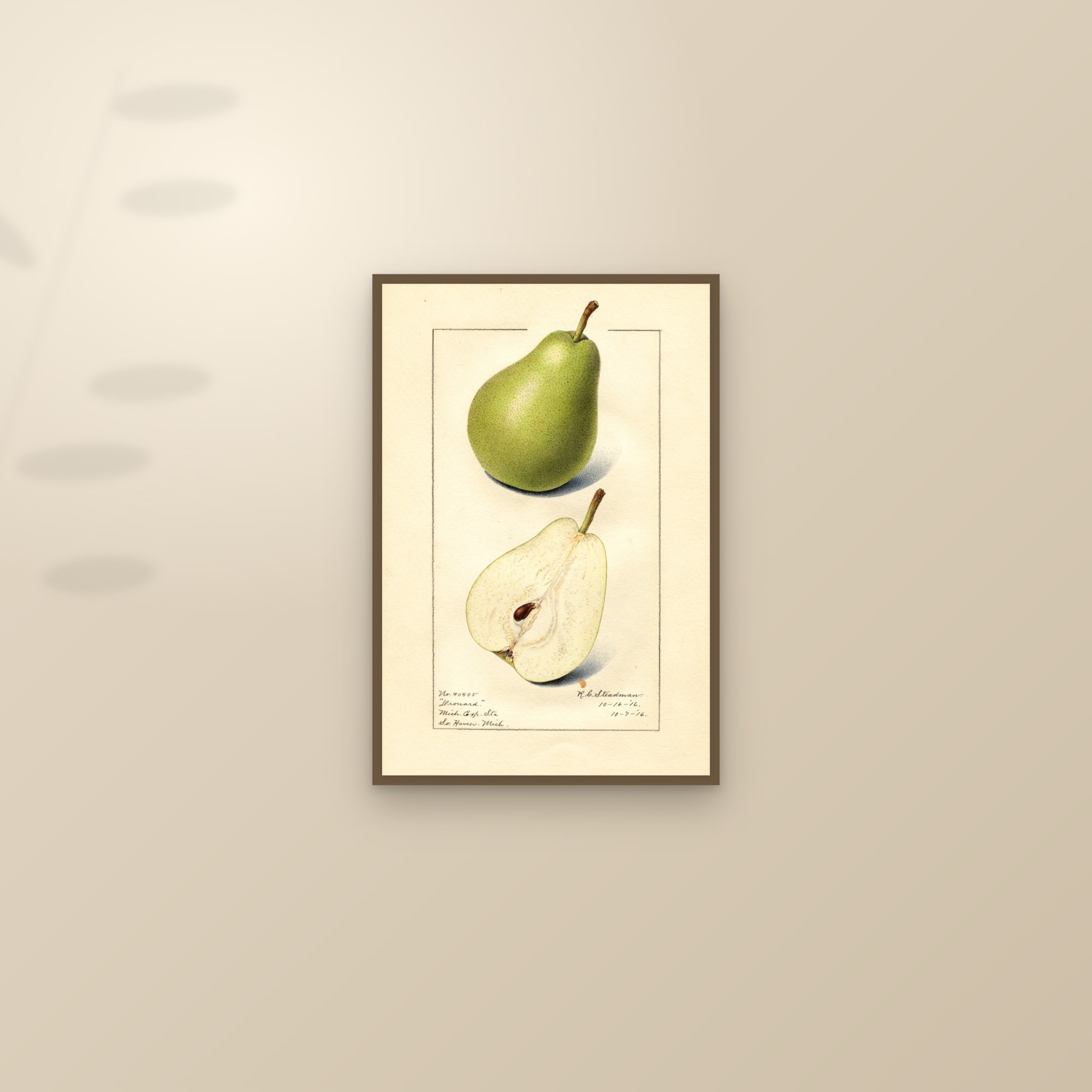 Drouard Pear — framed and styled on a sunlit wall