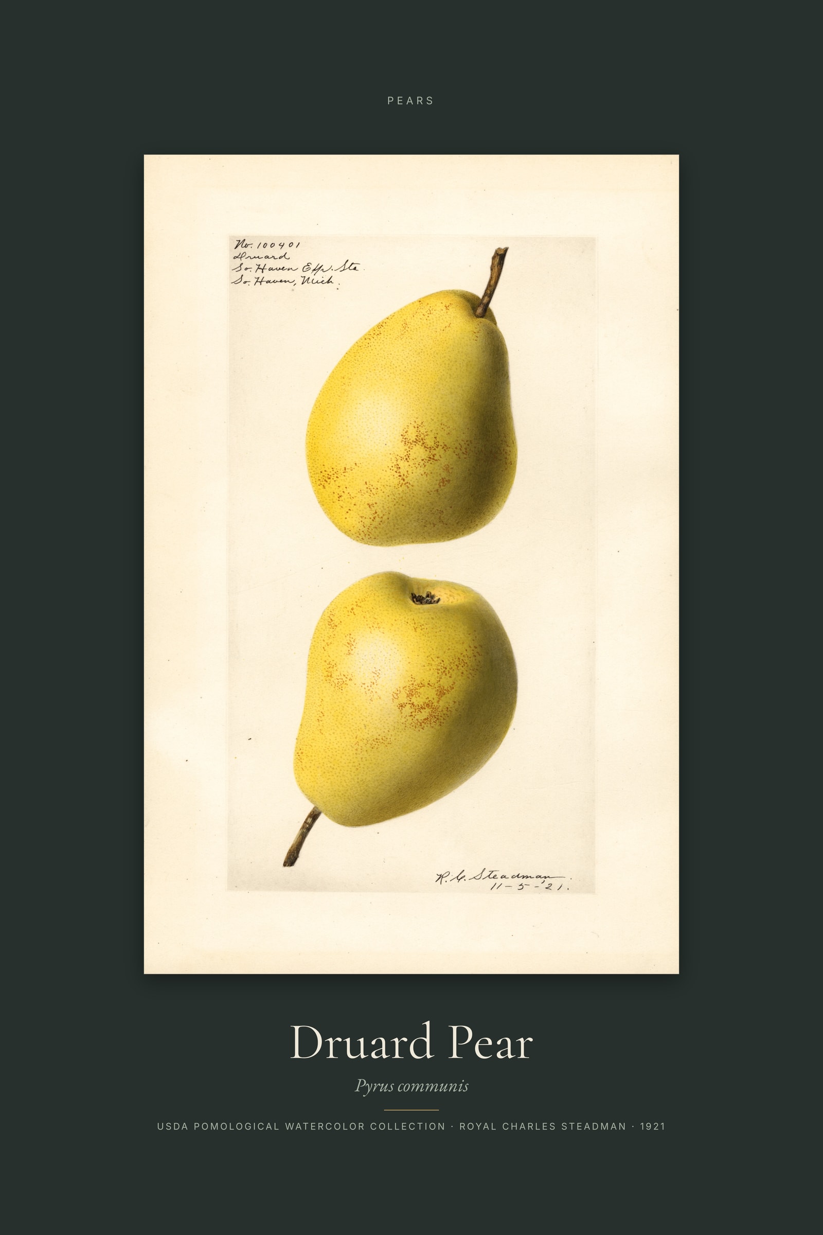 Druard Pear — Specimen