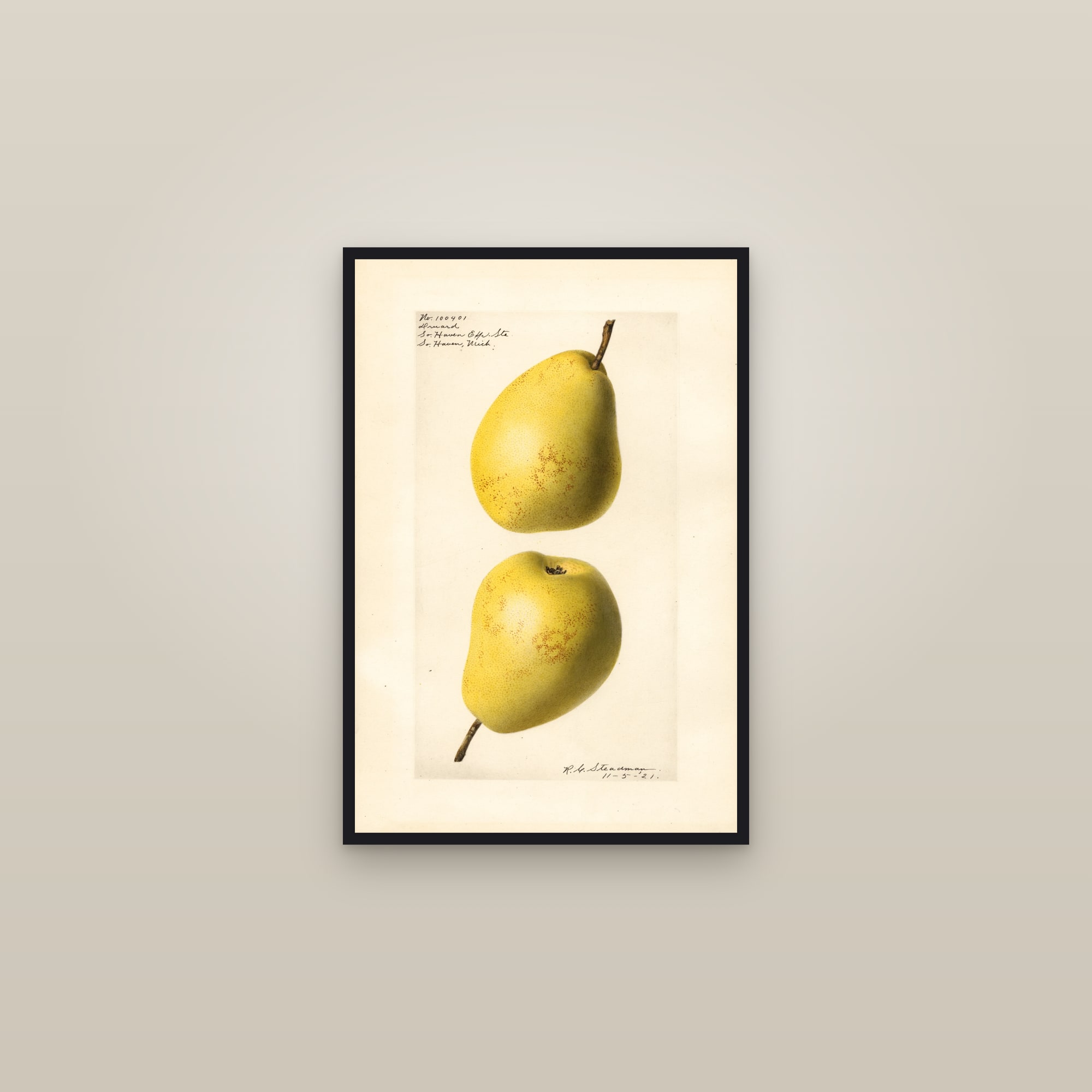Druard Pear — framed in a gallery setting