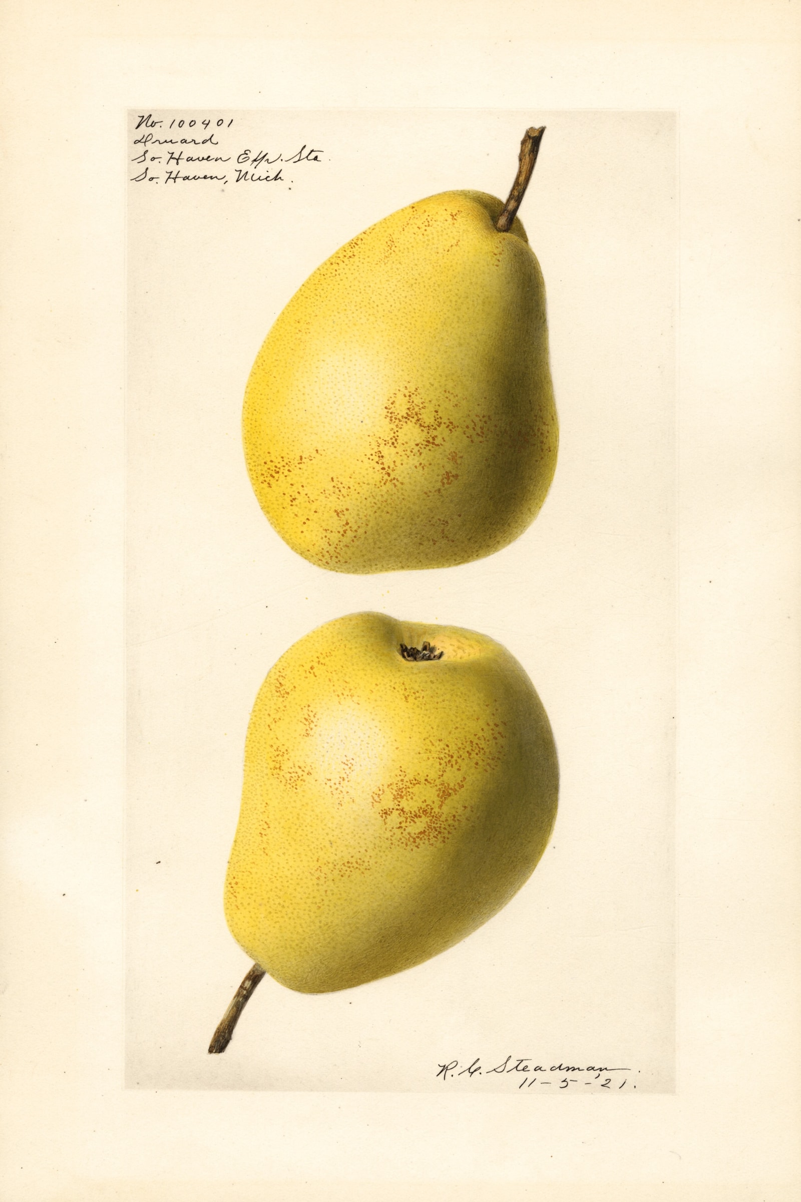 Druard Pear