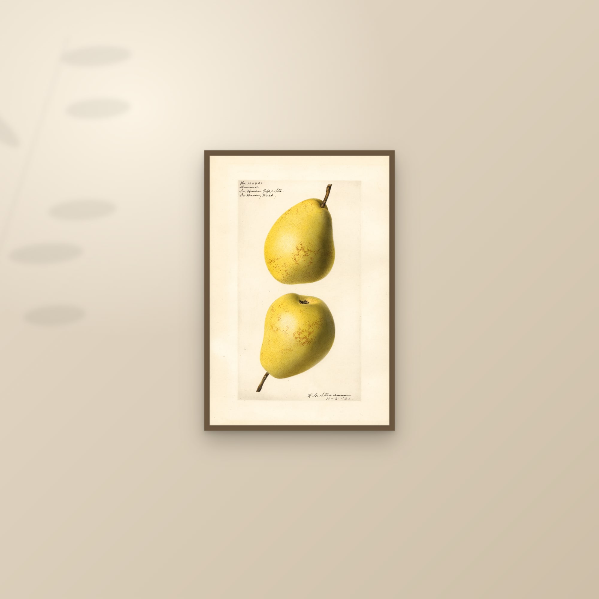Druard Pear — framed and styled on a sunlit wall