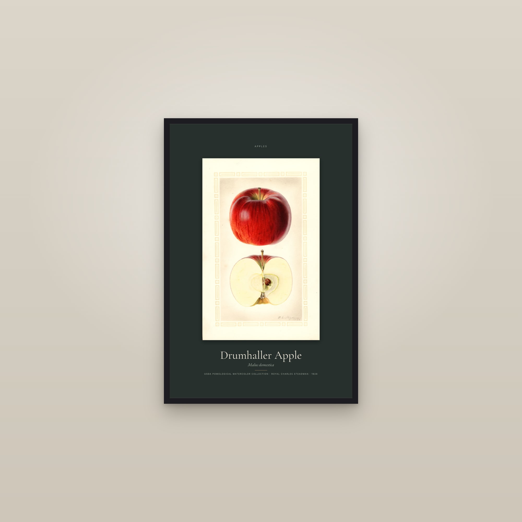 Drumhaller Apple — Specimen — framed in a gallery setting