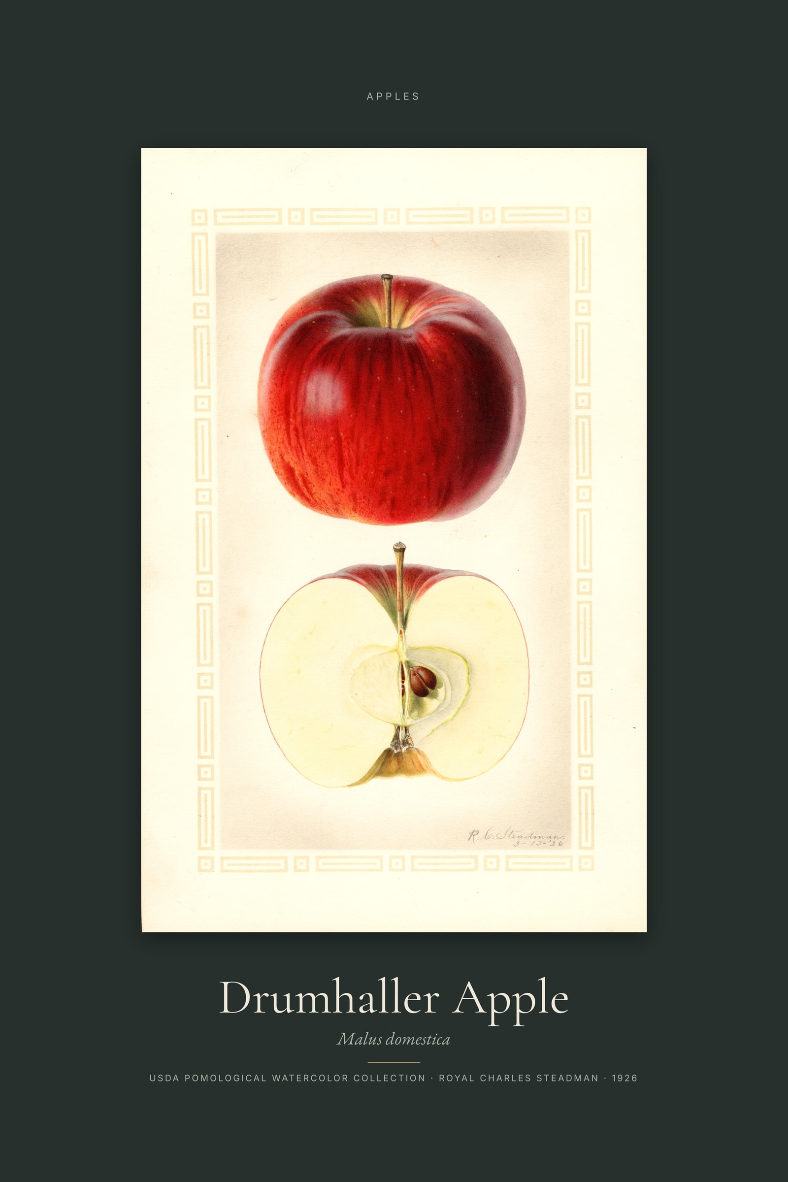 Drumhaller Apple — Specimen