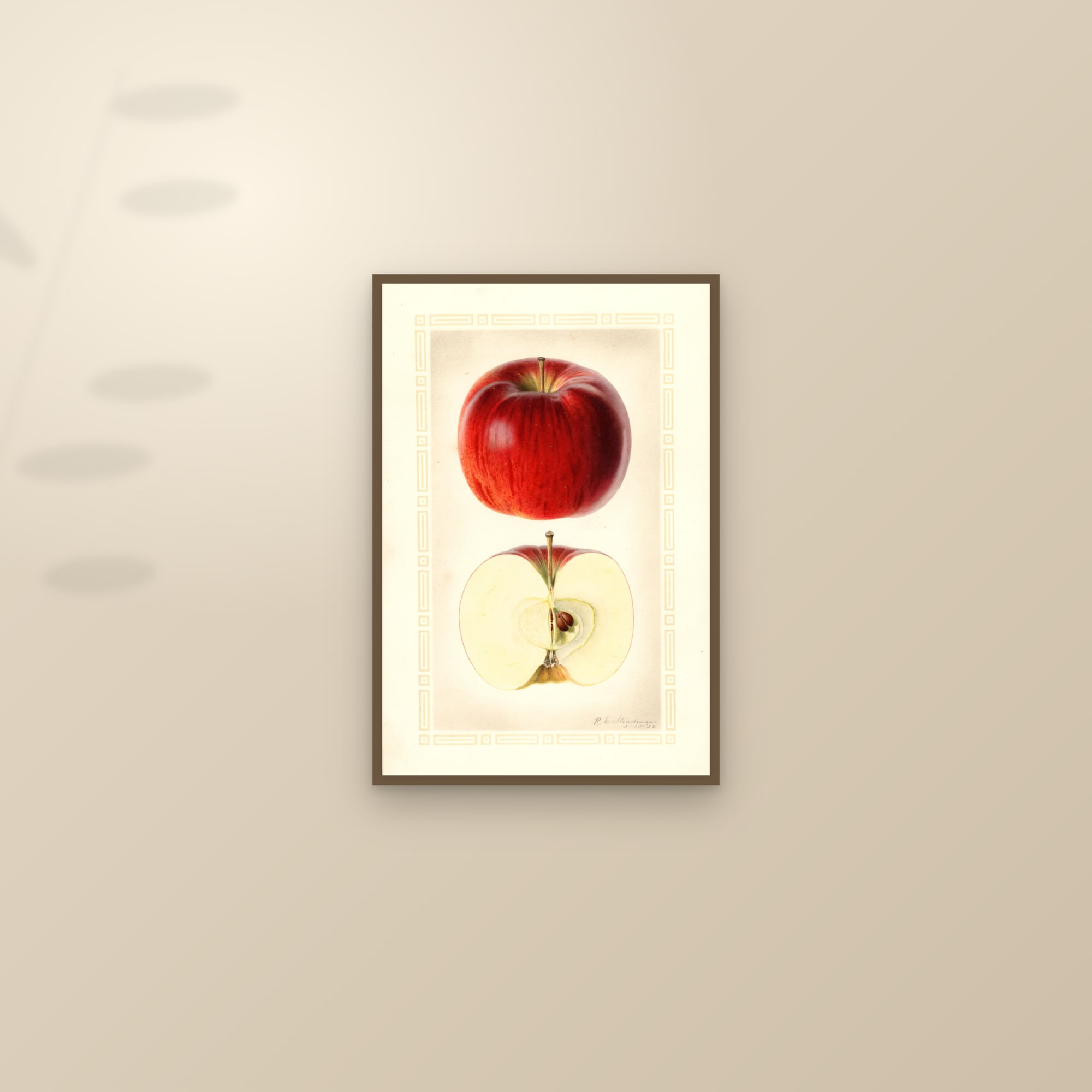 Drumhaller Apple — framed and styled on a sunlit wall