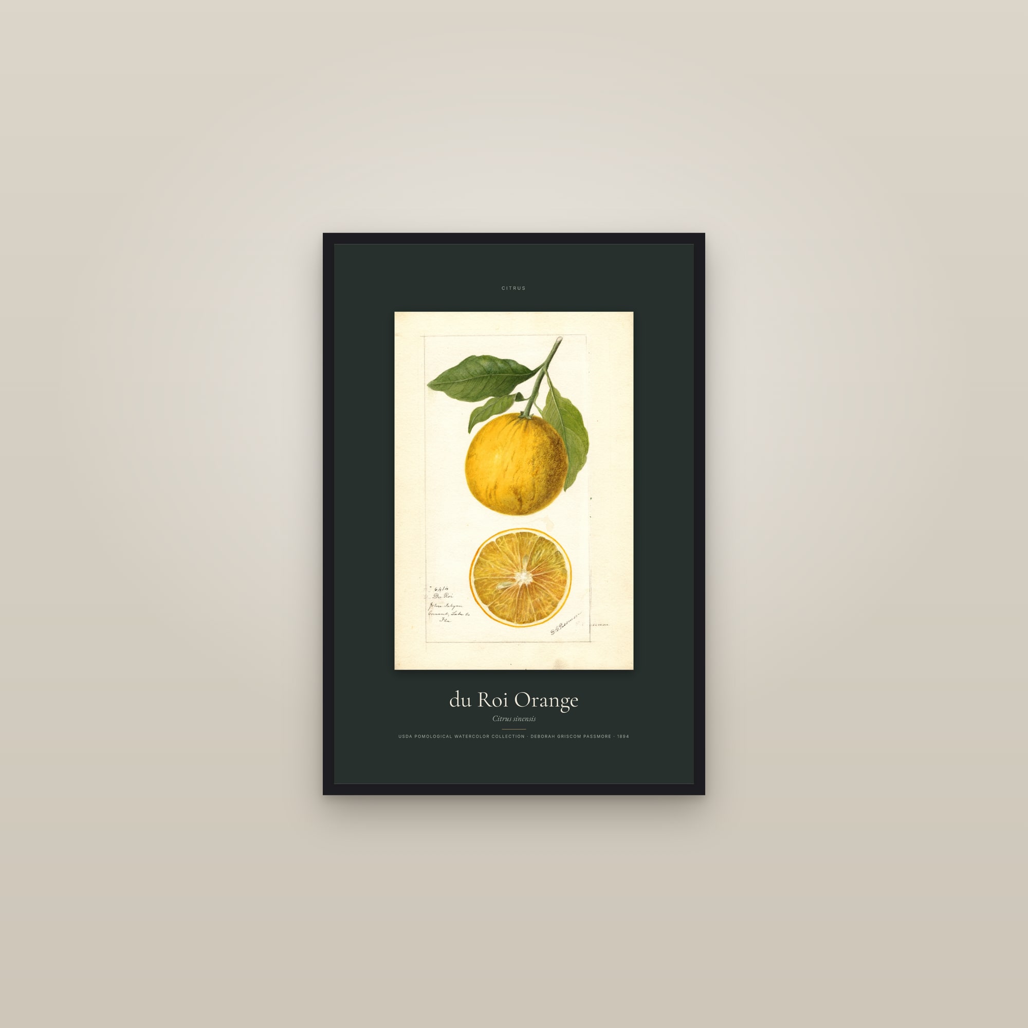 du Roi Orange — Specimen — framed in a gallery setting