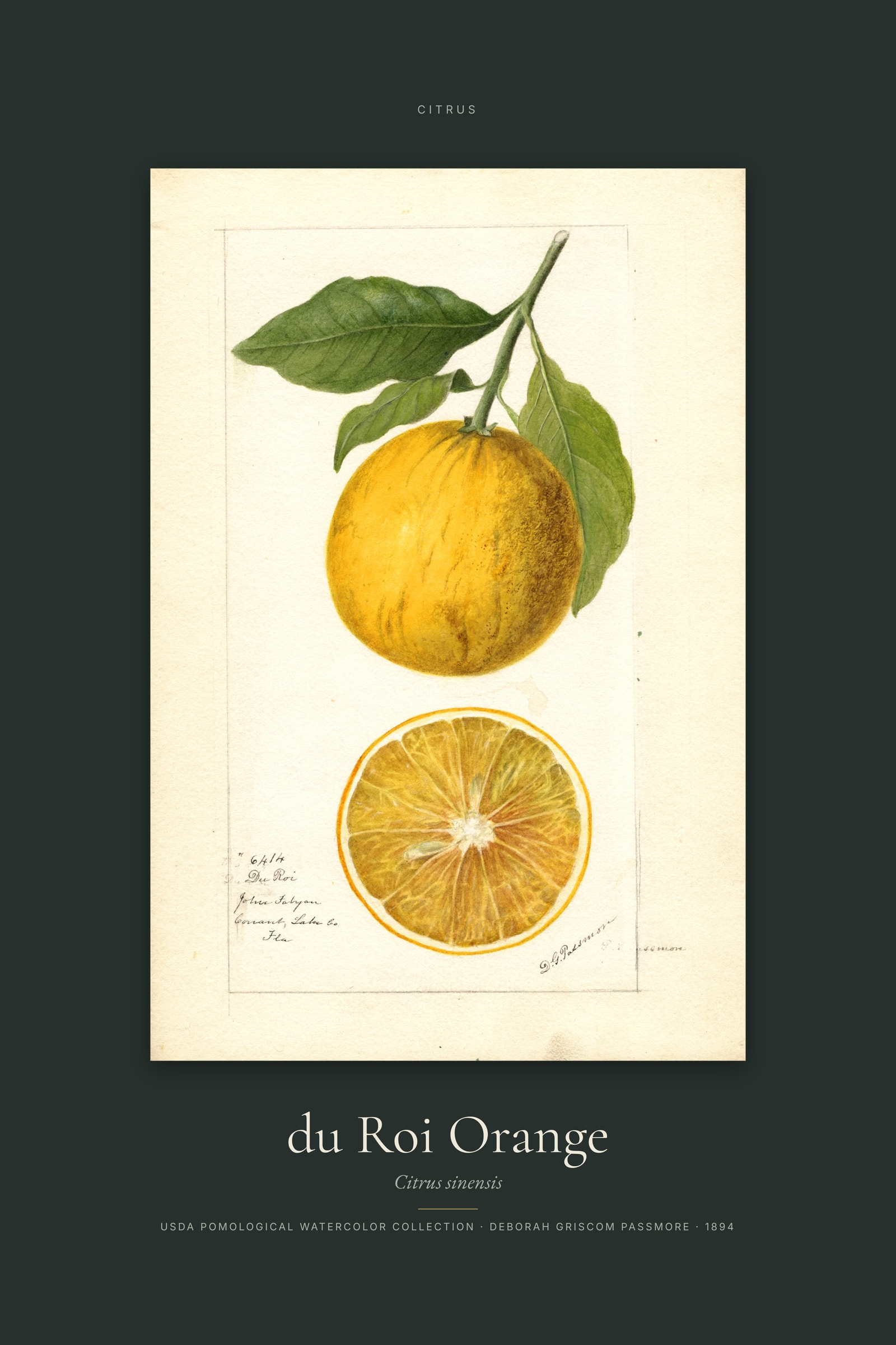 du Roi Orange — Specimen