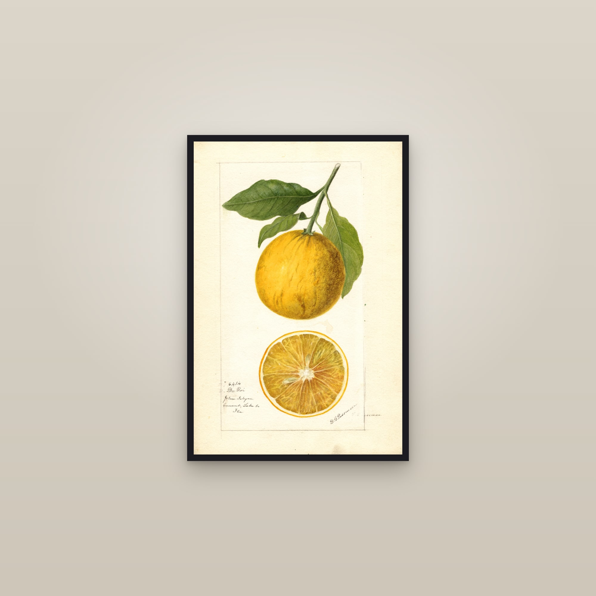 du Roi Orange — framed in a gallery setting