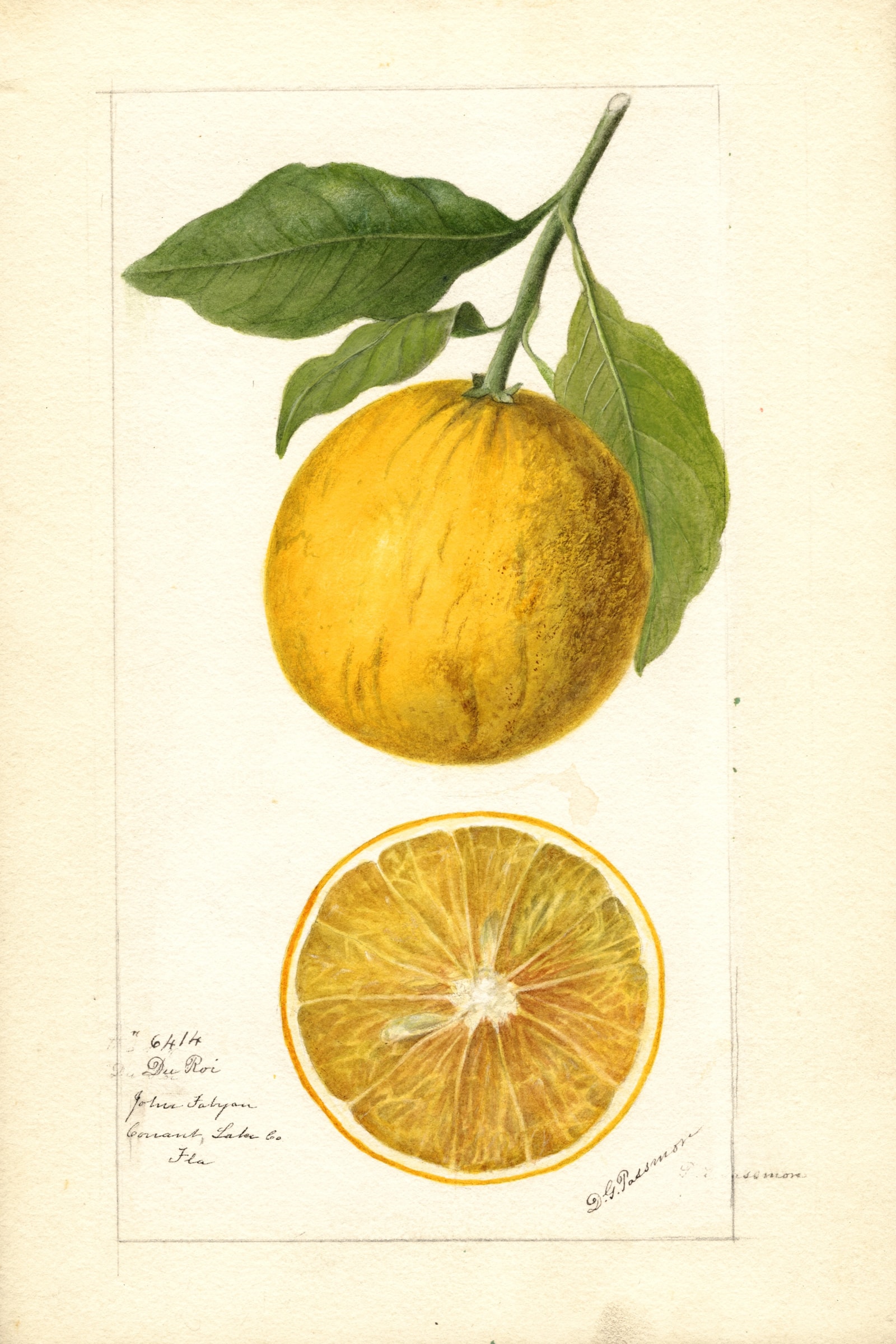 du Roi Orange