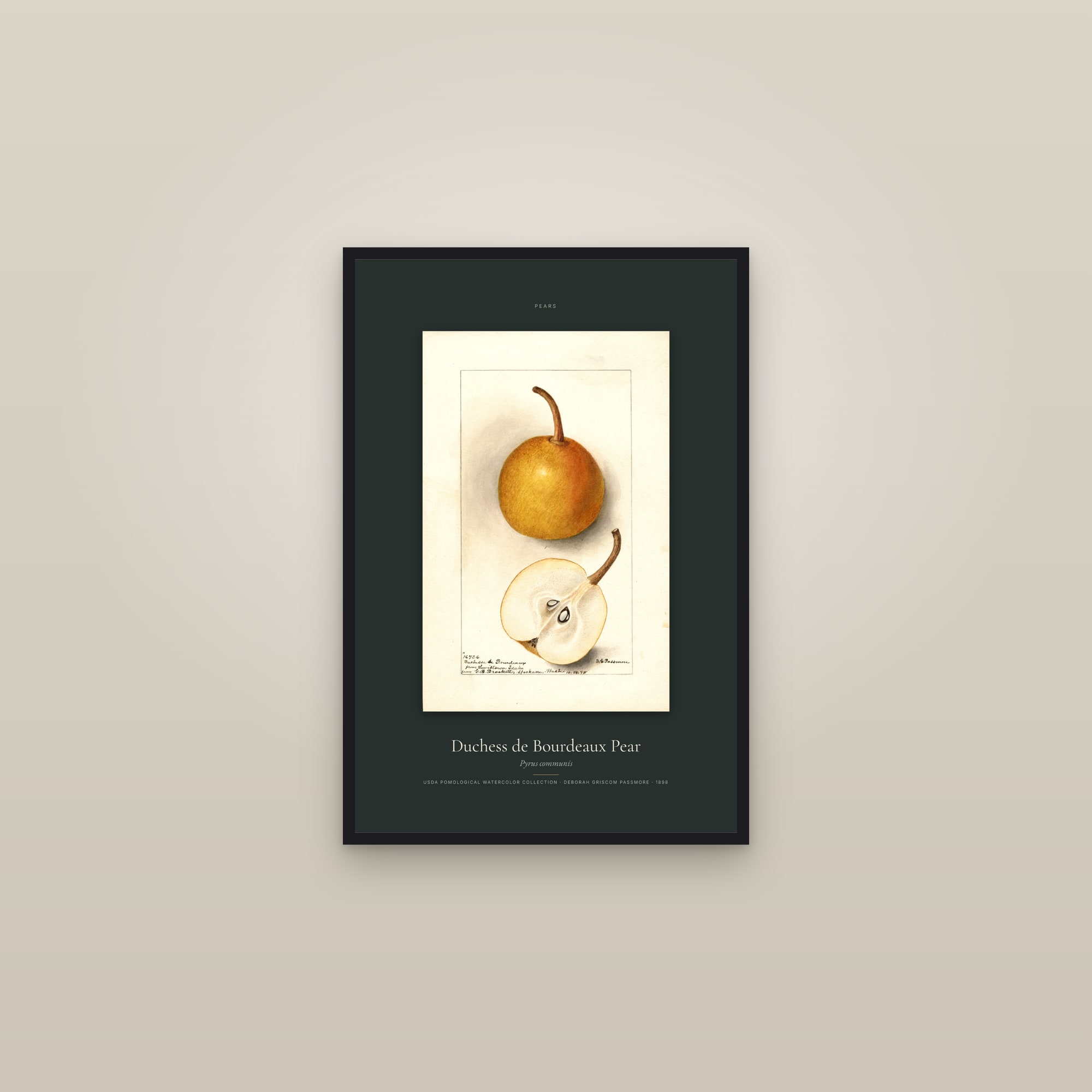 Duchess de Bourdeaux Pear — Specimen — framed in a gallery setting