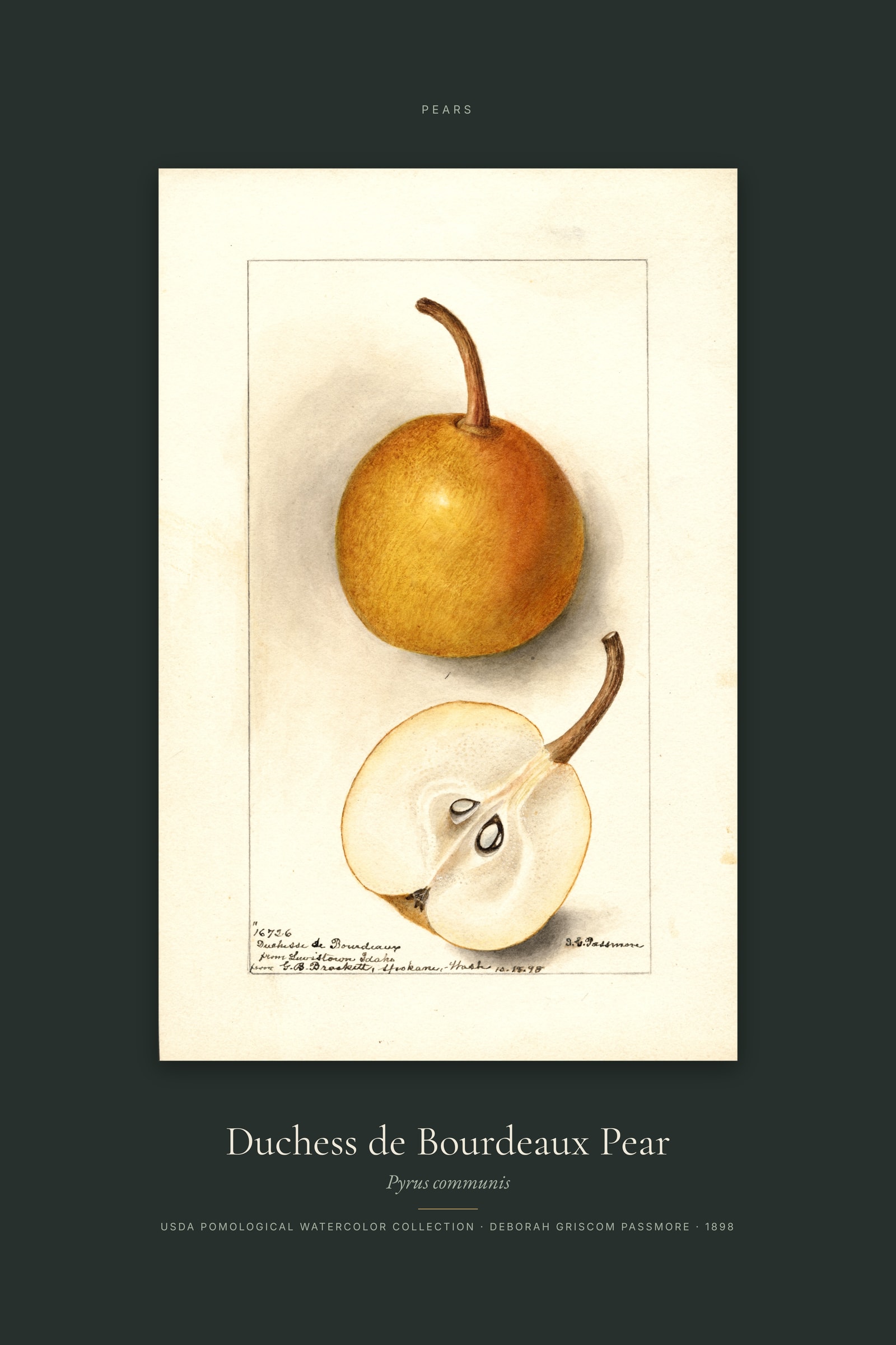 Duchess de Bourdeaux Pear — Specimen