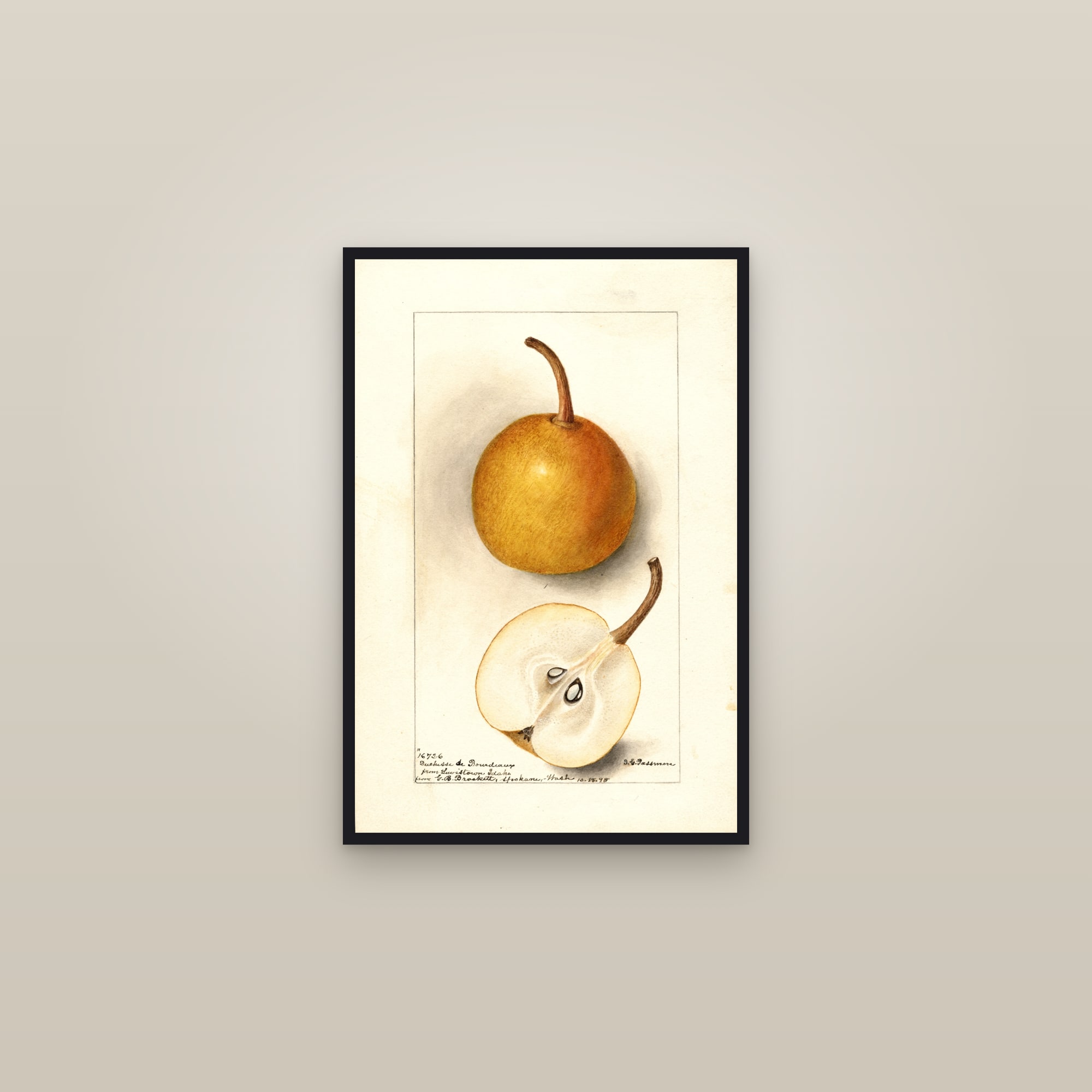 Duchess de Bourdeaux Pear — framed in a gallery setting