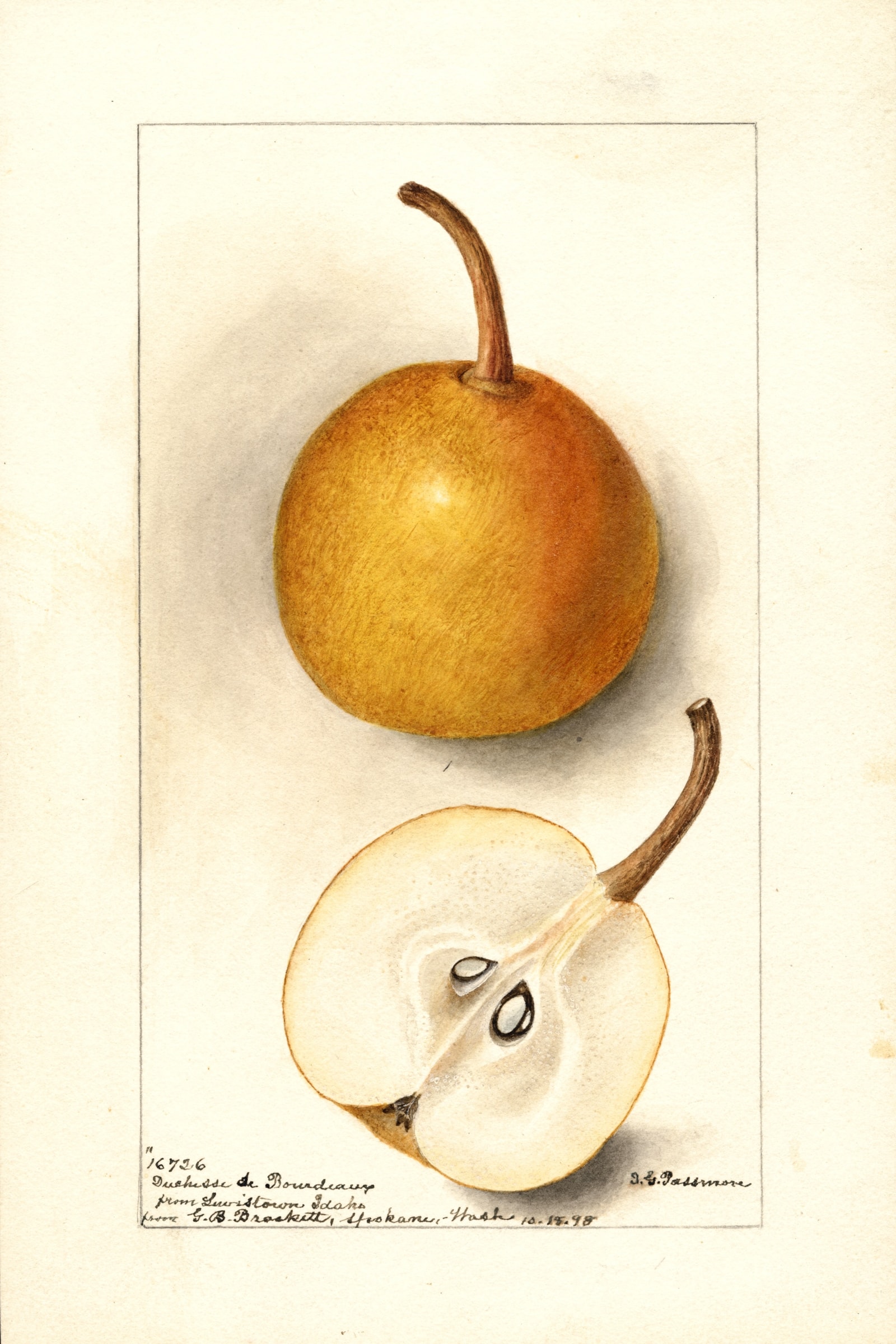 Duchess de Bourdeaux Pear