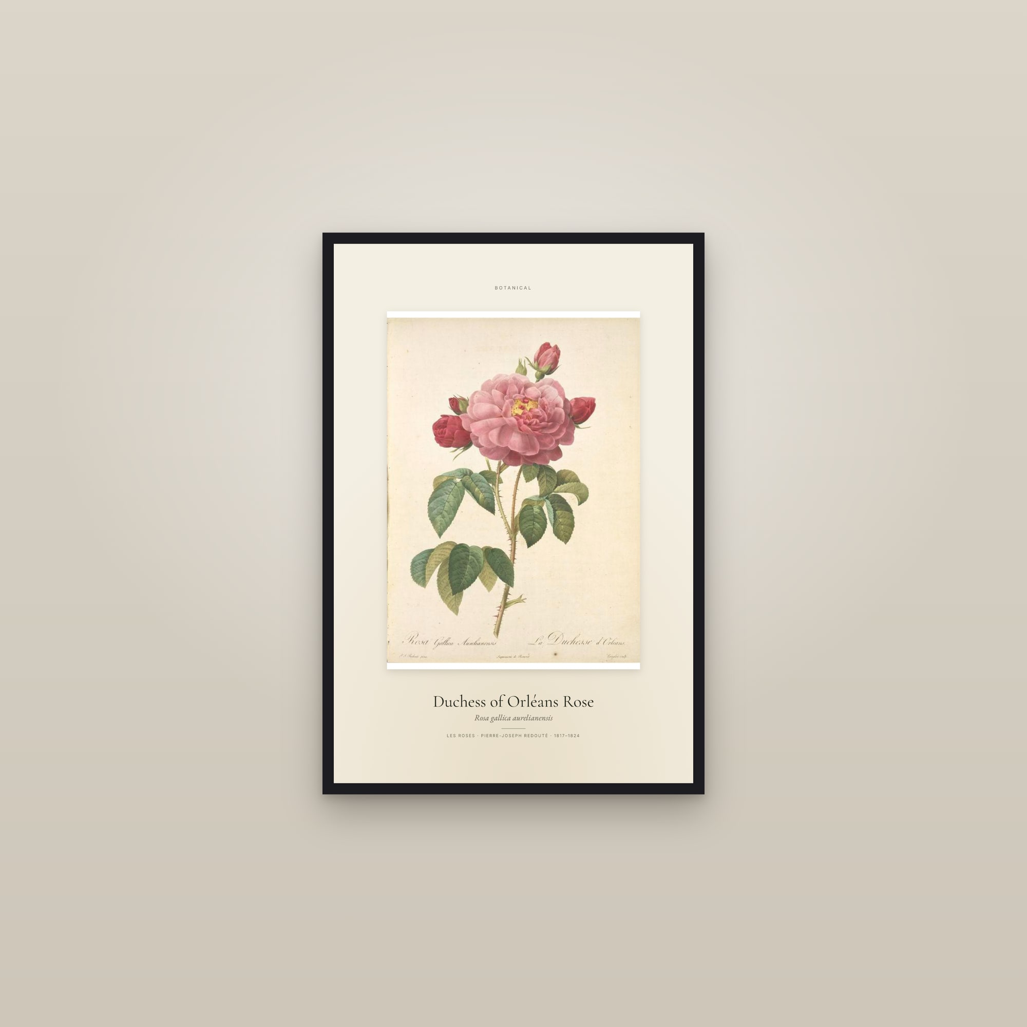 Duchess of Orléans Rose — Specimen — framed in a gallery setting