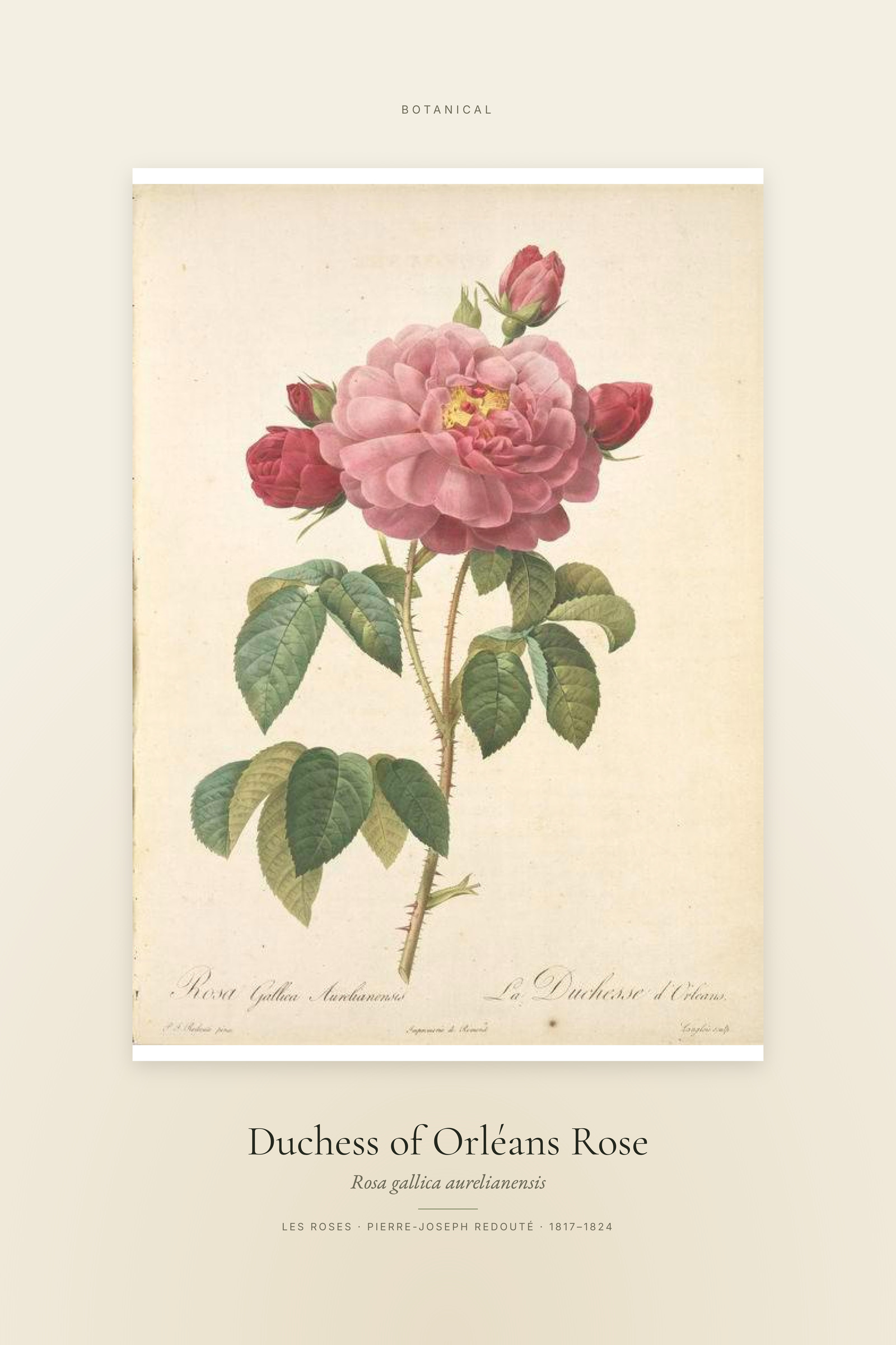 Duchess of Orléans Rose — Specimen