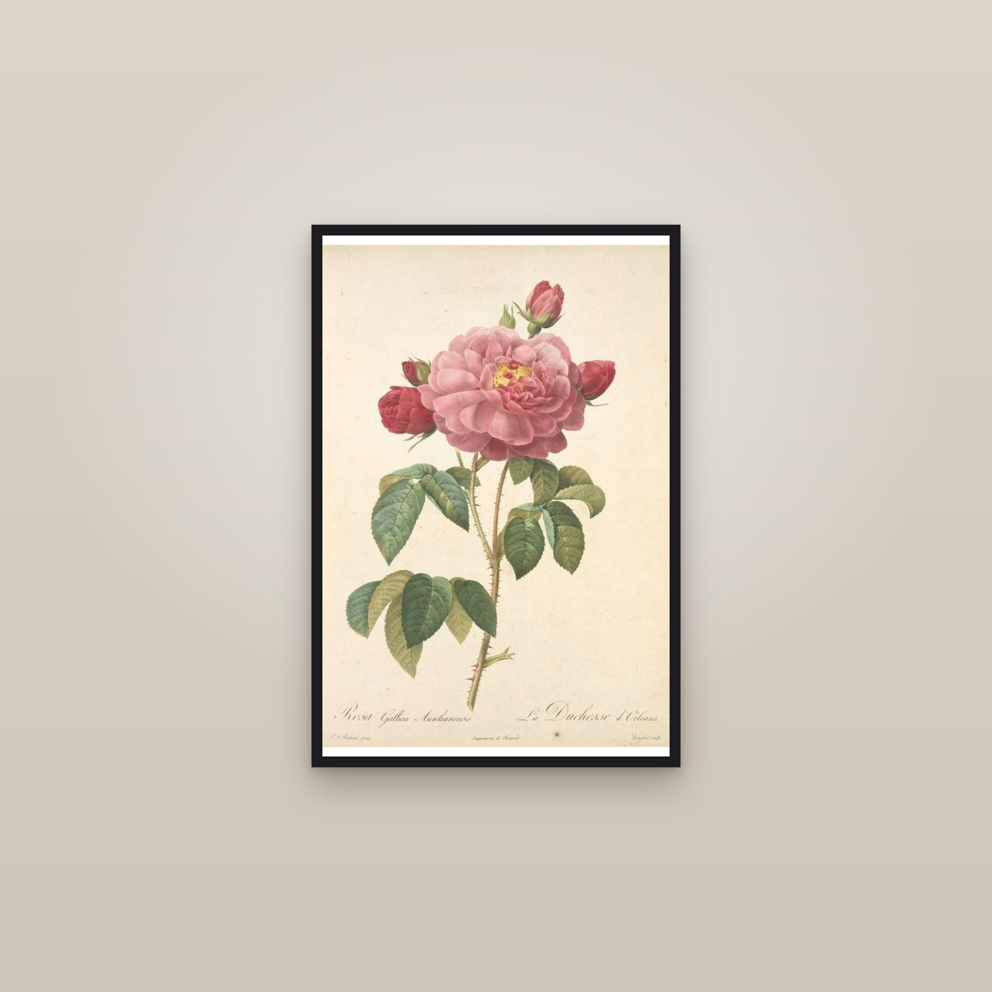 Duchess of Orléans Rose — framed in a gallery setting