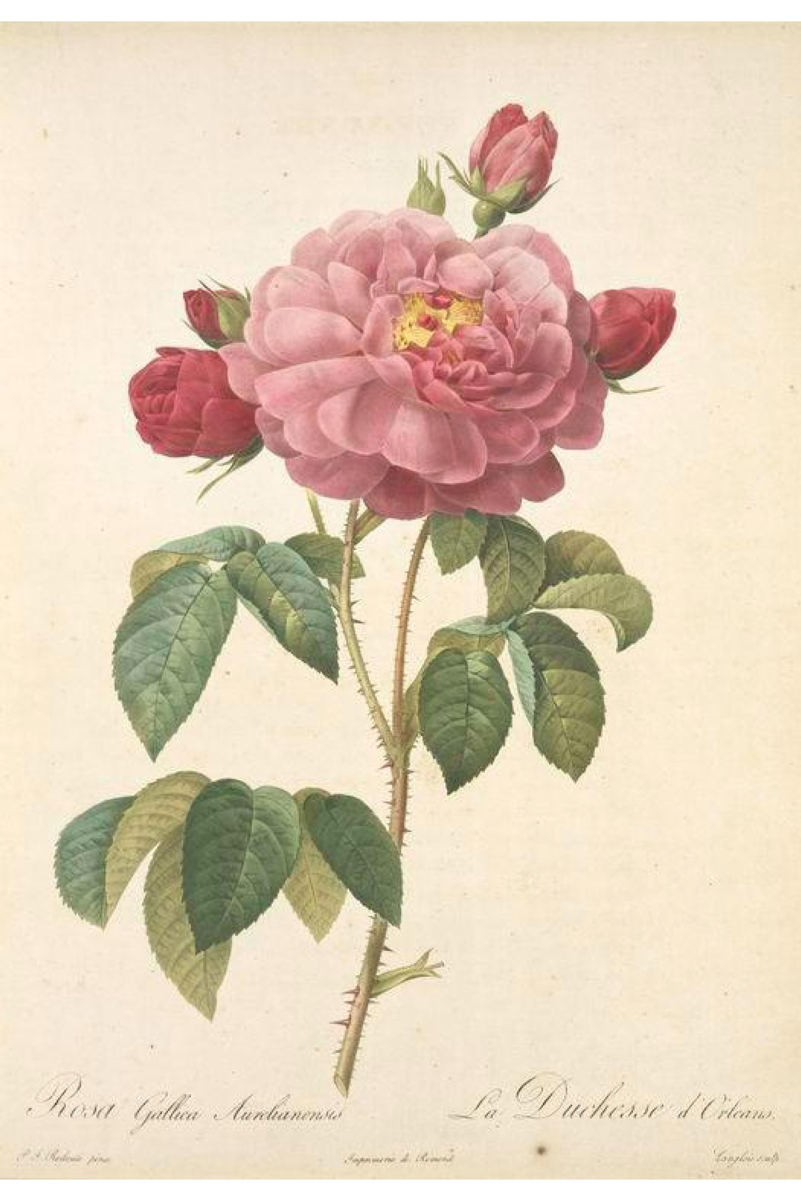 Duchess of Orléans Rose