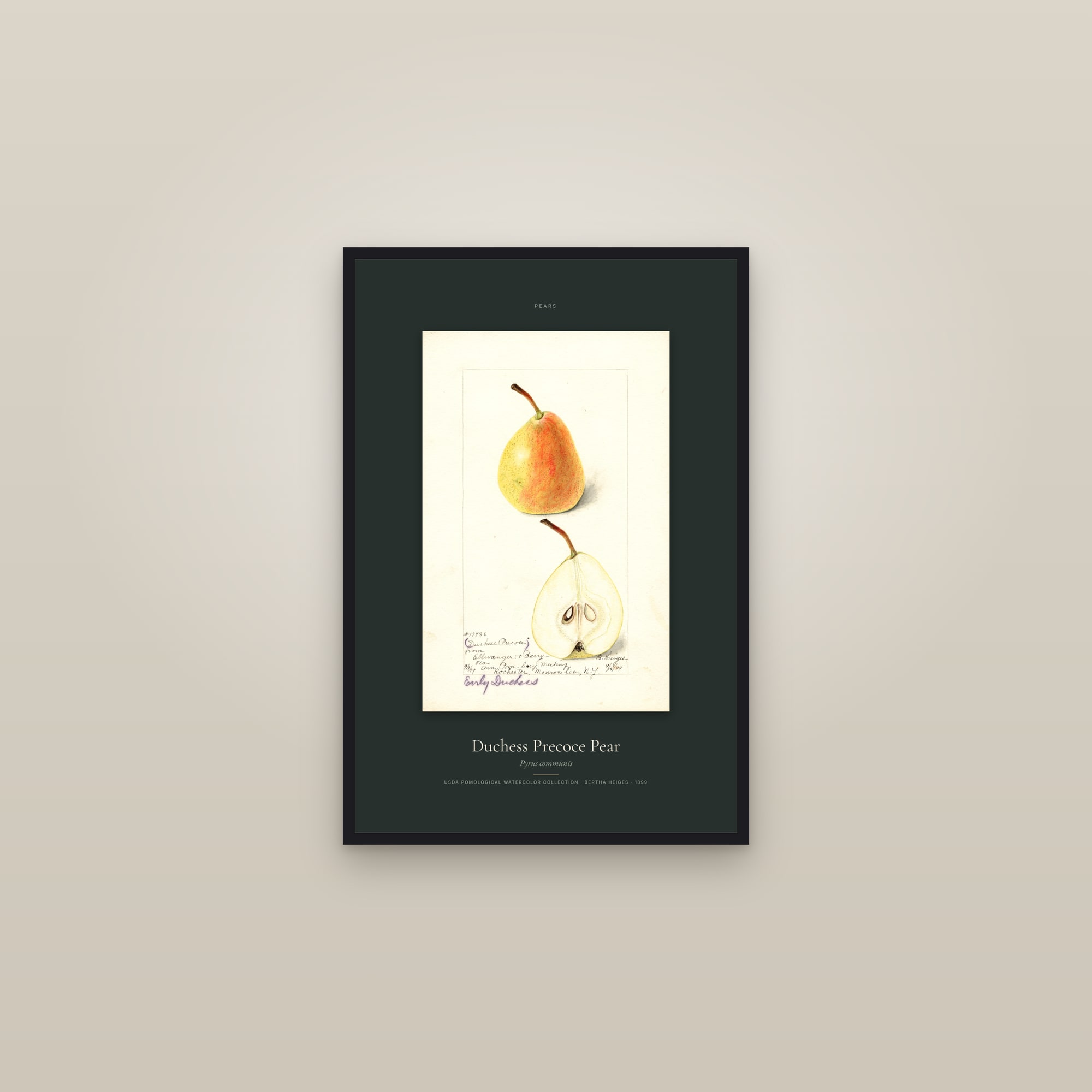 Duchess Precoce Pear — Specimen — framed in a gallery setting